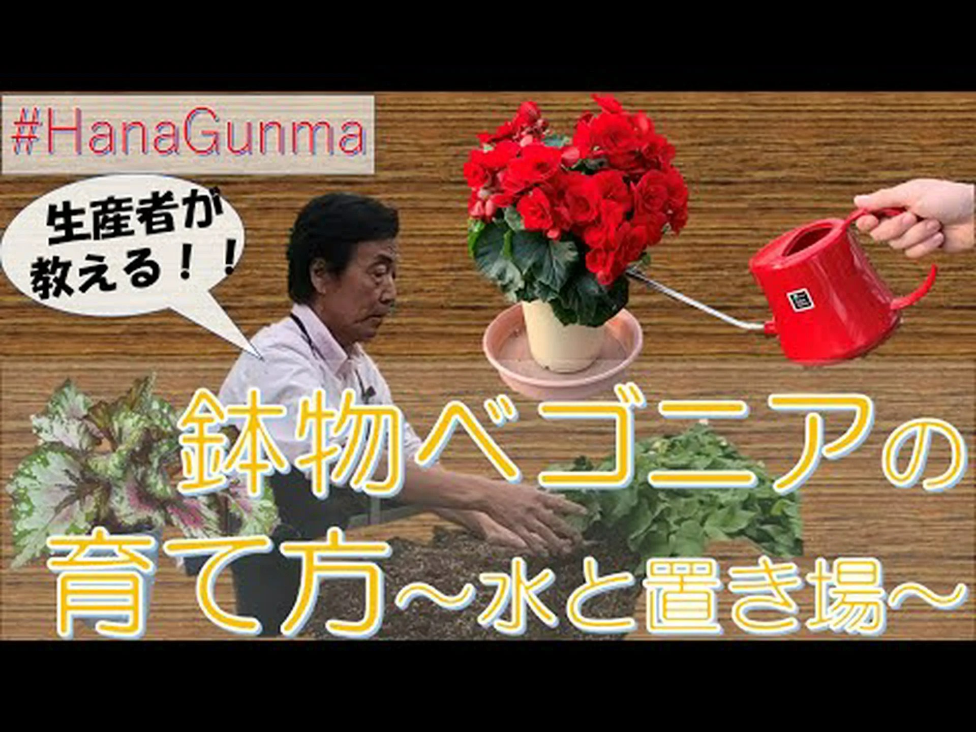 塊茎ベゴニアの強制栽培 塊茎ベゴニアの強制栽培