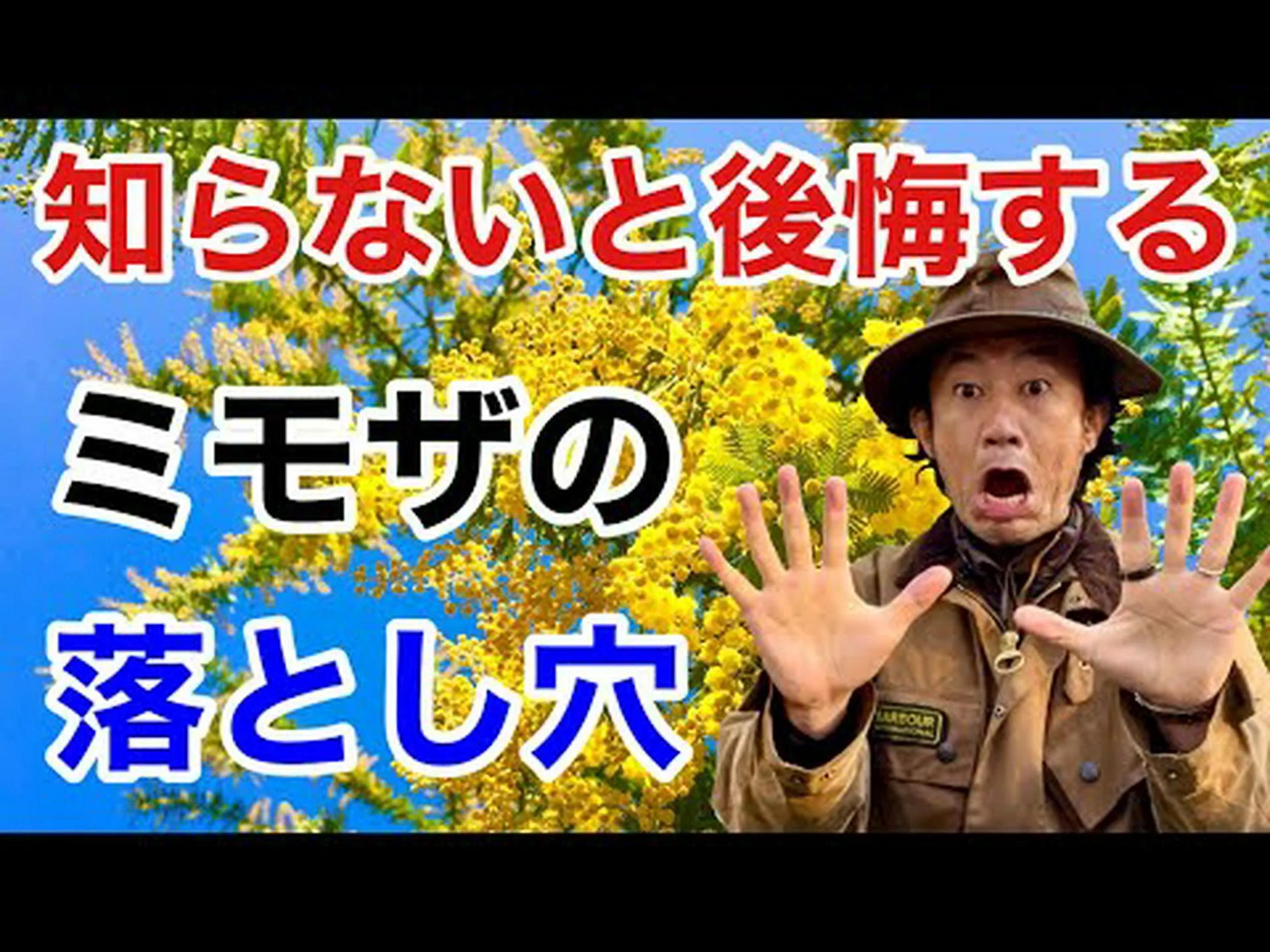 四季のミモザ 四季のミモザ