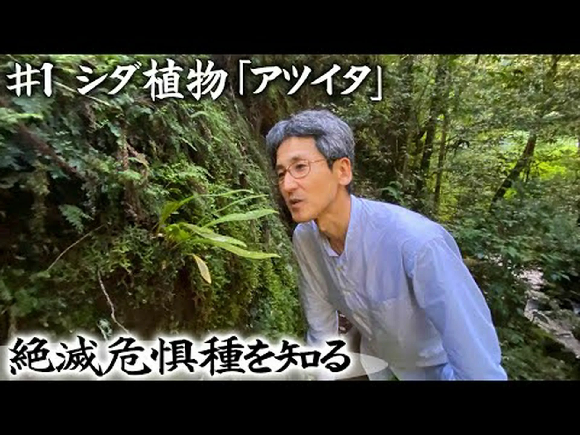 ロイヤルオスモンダ、ロイヤルシダ、開花シダ ロイヤルオスモンダ、ロイヤルシダ、開花シダ