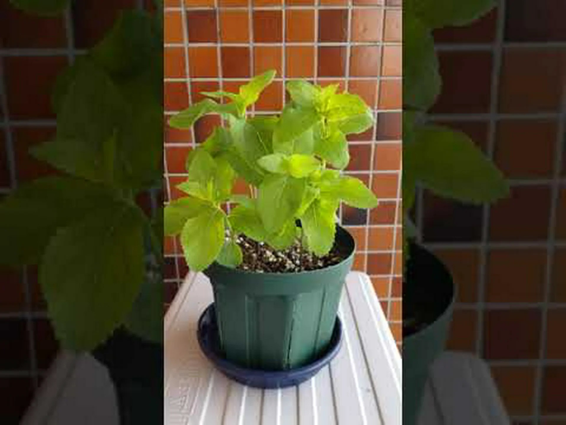 キキョウホウセンカ、キキョウインパチェンス キキョウホウセンカ、キキョウインパチェンス