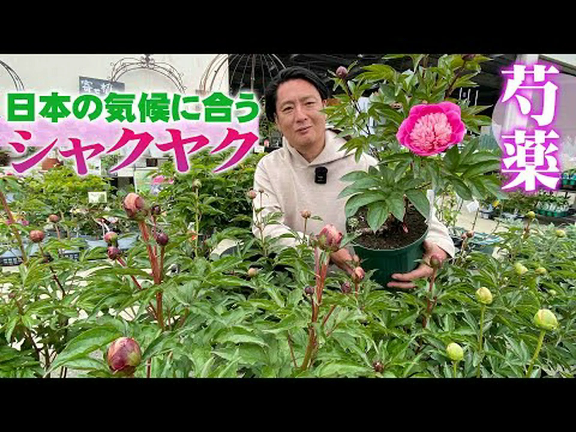 シャクヤク、シャクヤク シャクヤク、シャクヤク