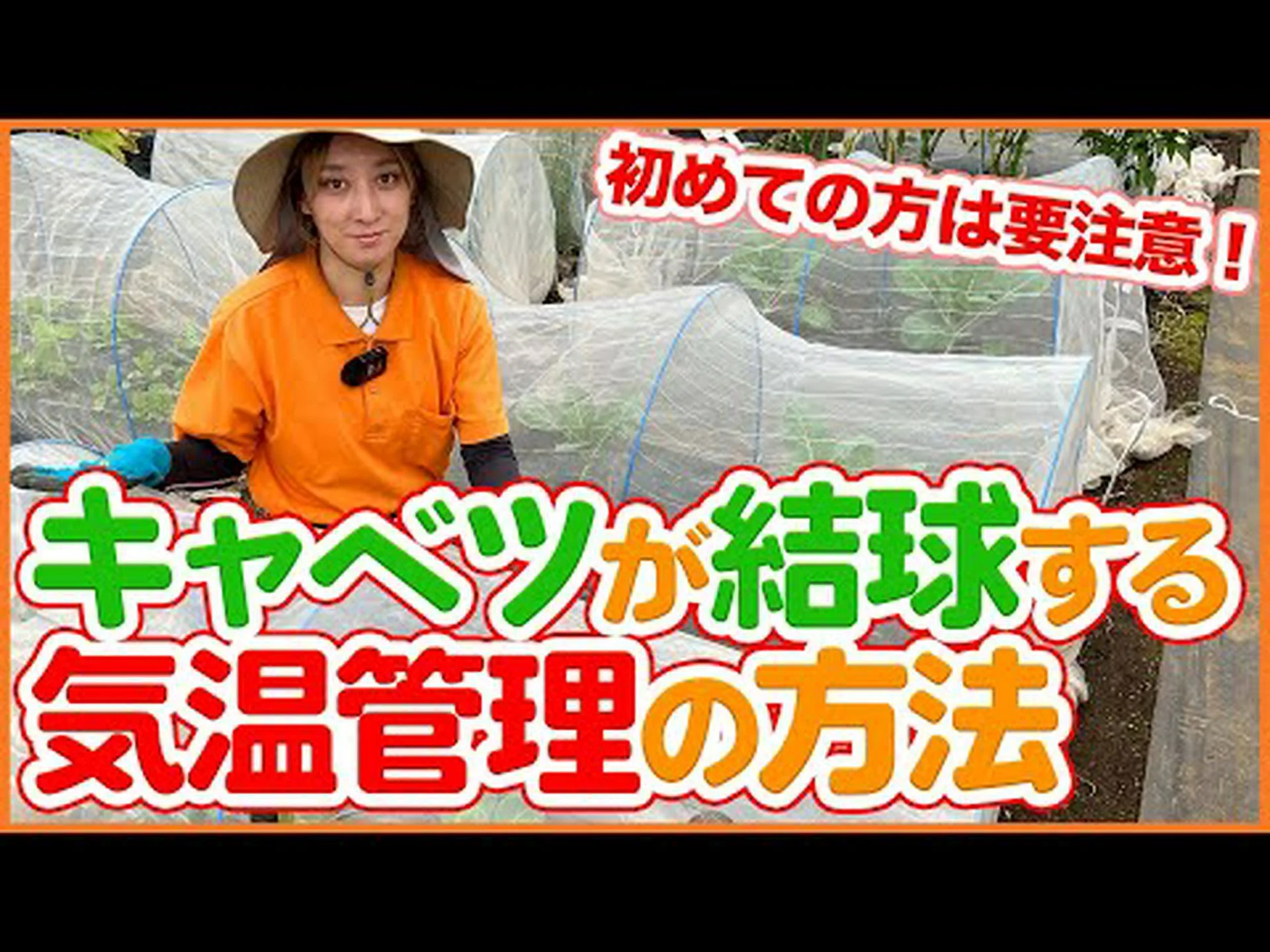 キャベツヤシ、パルメット、サバルヤシ キャベツヤシ、パルメット、サバルヤシ