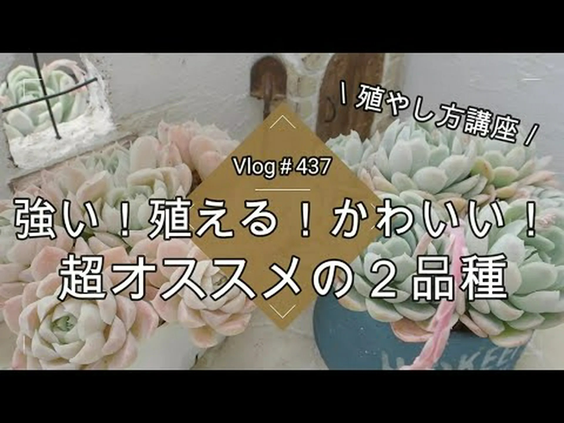 エレガントなエケベリア エレガントなエケベリア