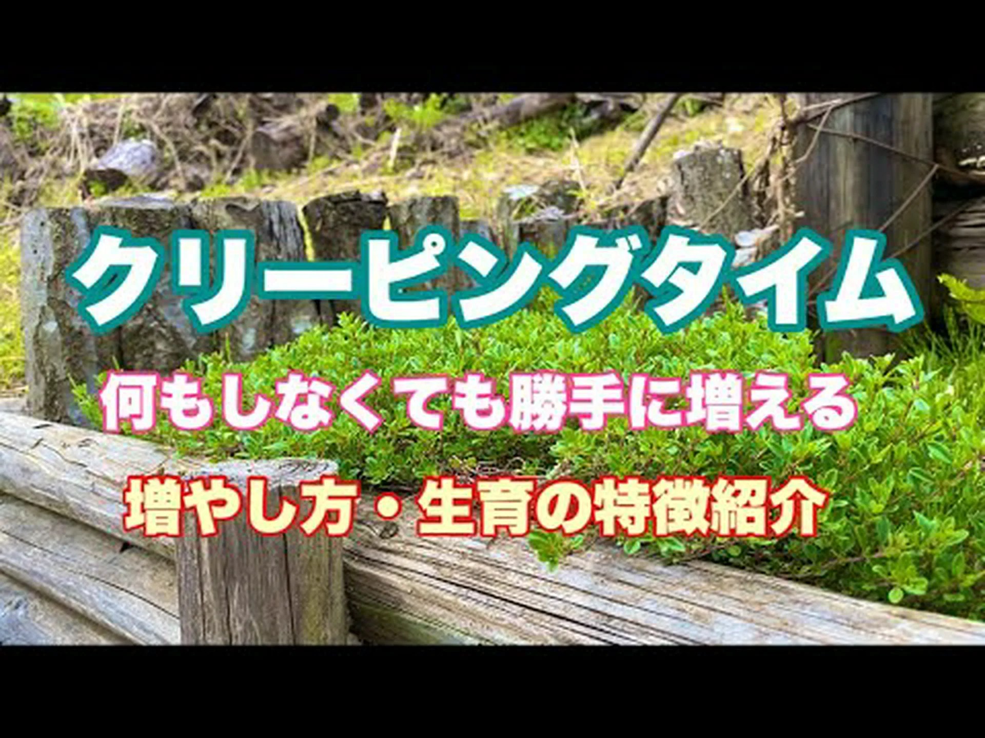 横たわるワイルドタイム、アーリータイム 横たわるワイルドタイム、アーリータイム