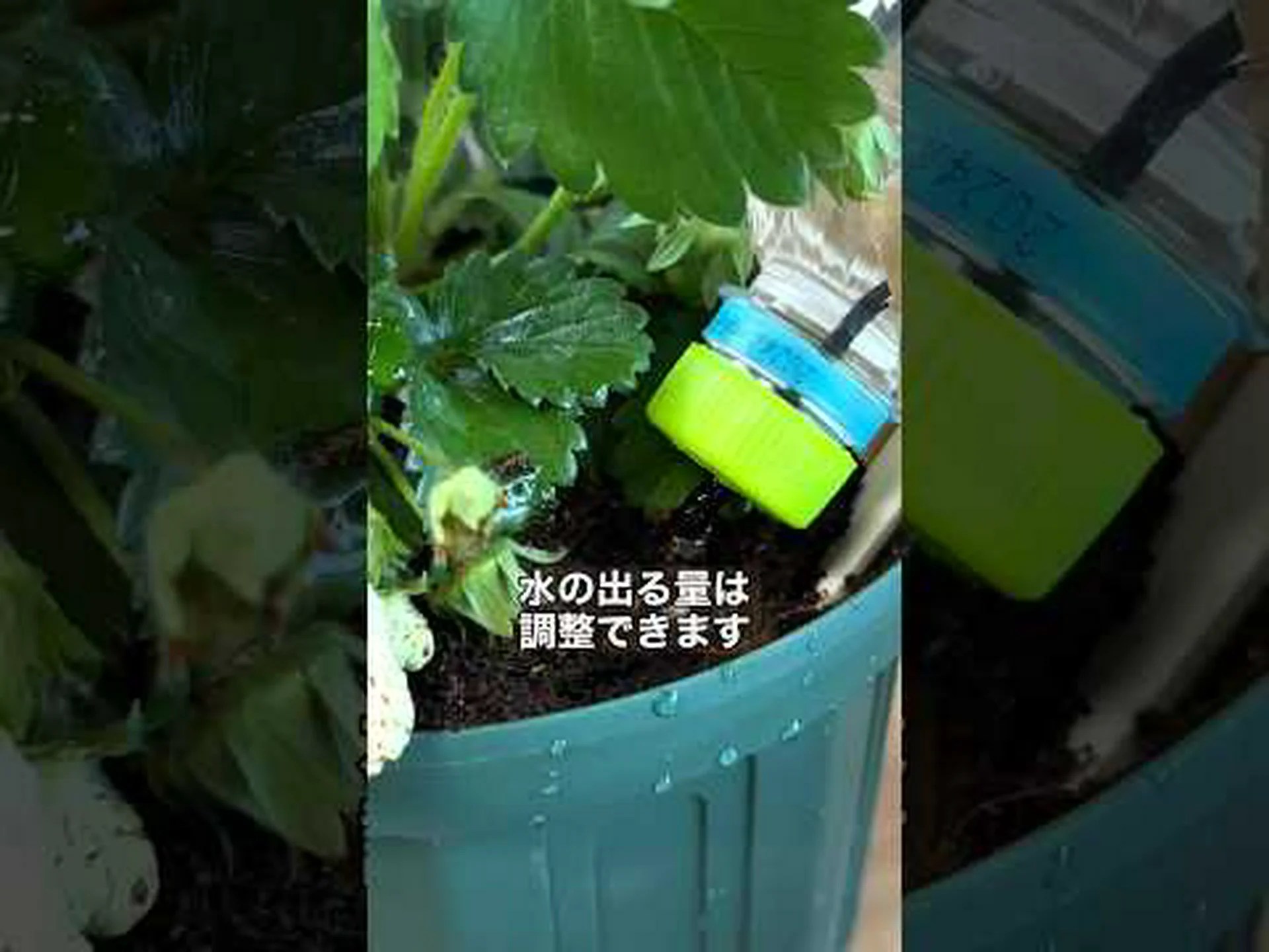 栄養のある庭園 栄養のある庭園