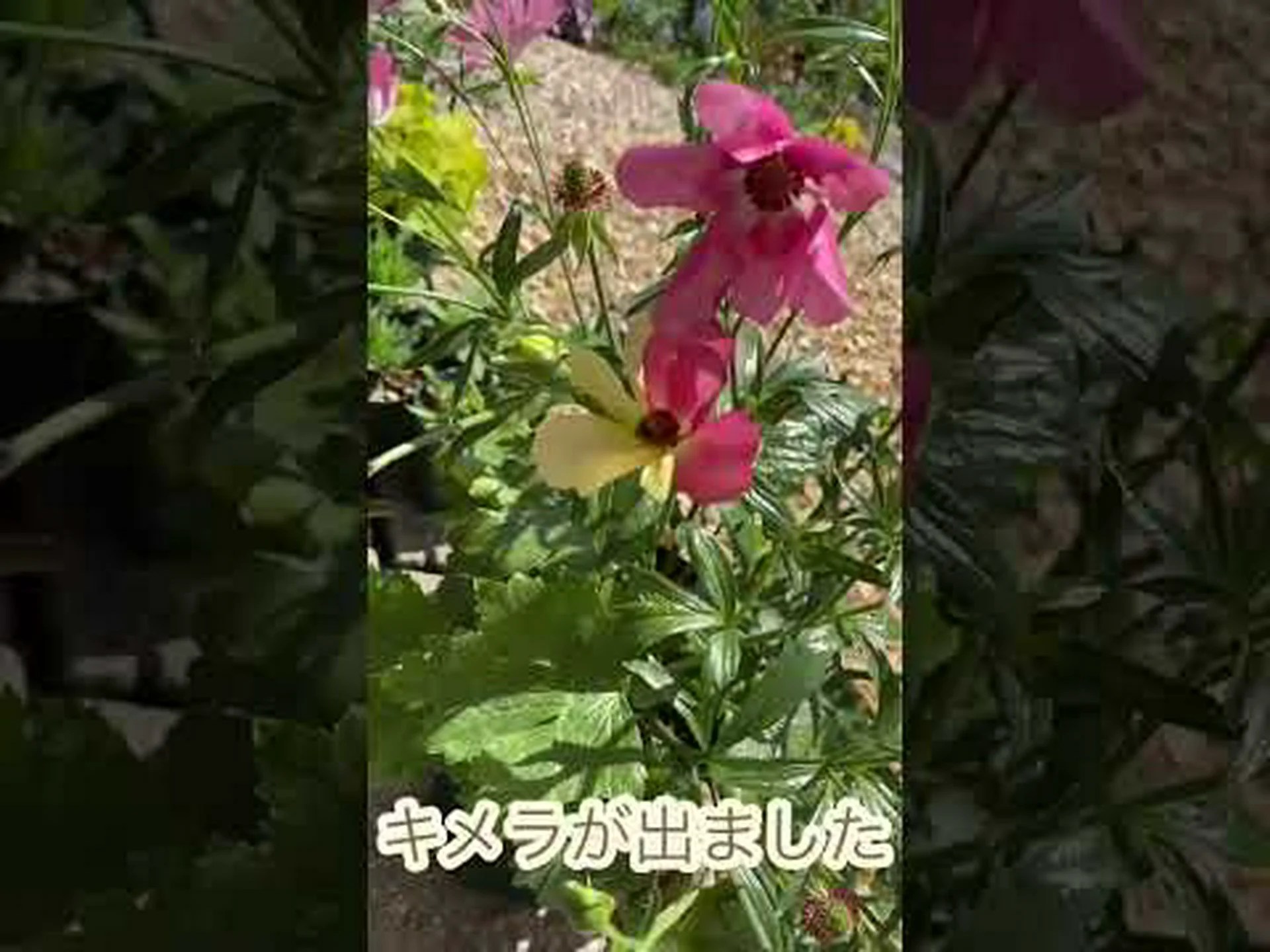 キメラ、興味深い植物の創造物 キメラ、興味深い植物の創造物