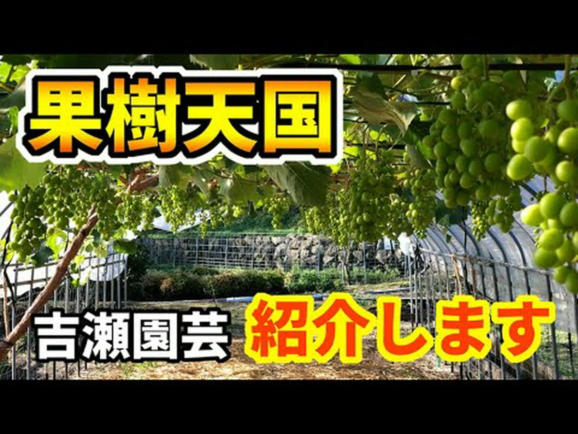 果樹園園芸シート 果樹園園芸シート