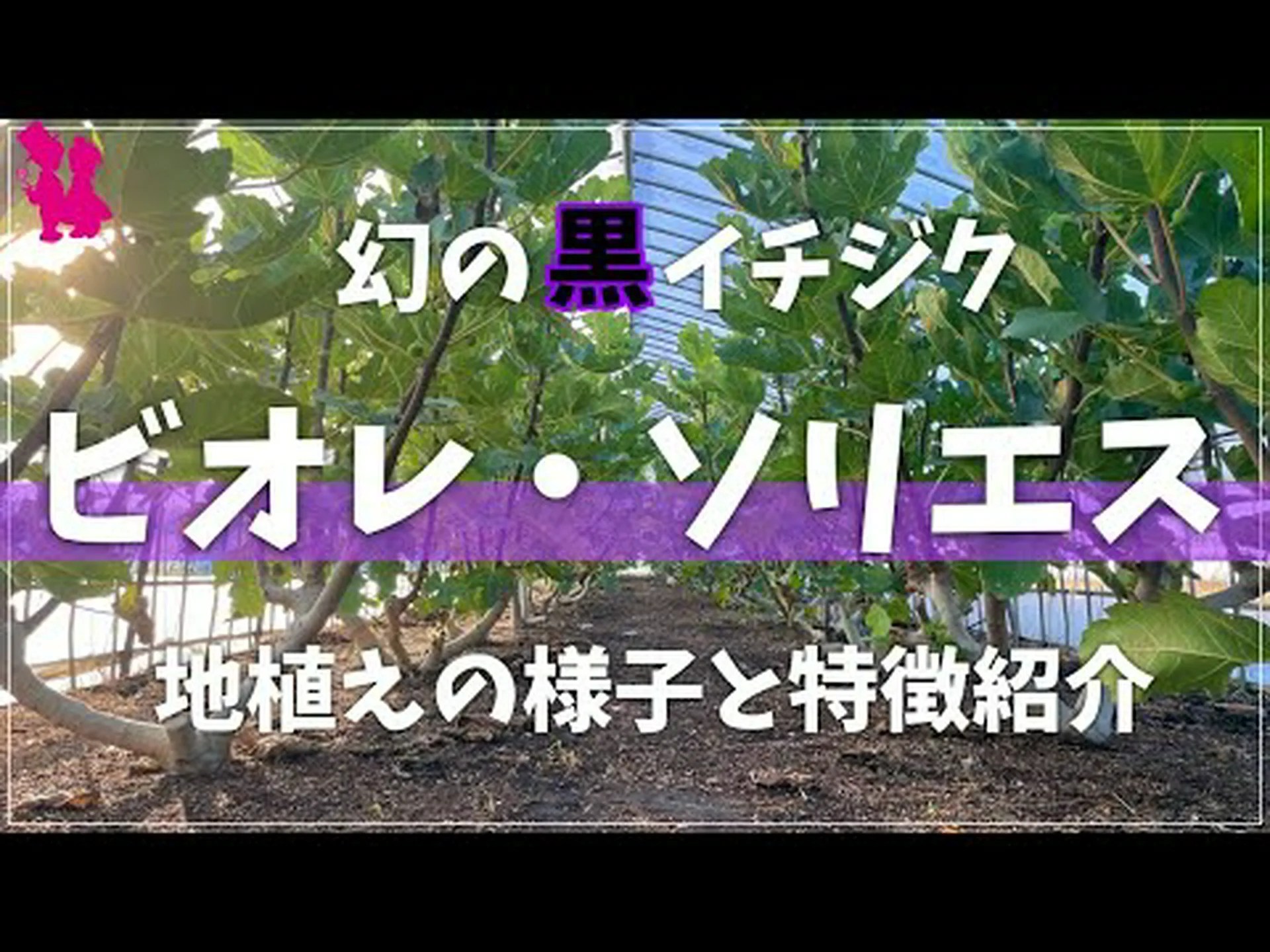 小ツガ、偽パセリ、イヌツガ、収穫ツガ 小ツガ、偽パセリ、イヌツガ、収穫ツガ