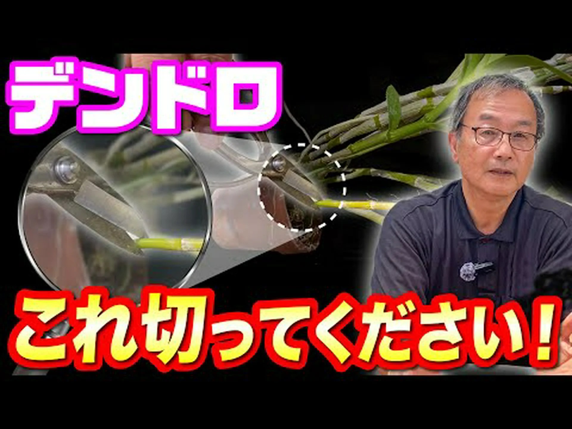 ケイキを分離してデンドロビウム ノビレを切断する ケイキを分離してデンドロビウム ノビレを切断する