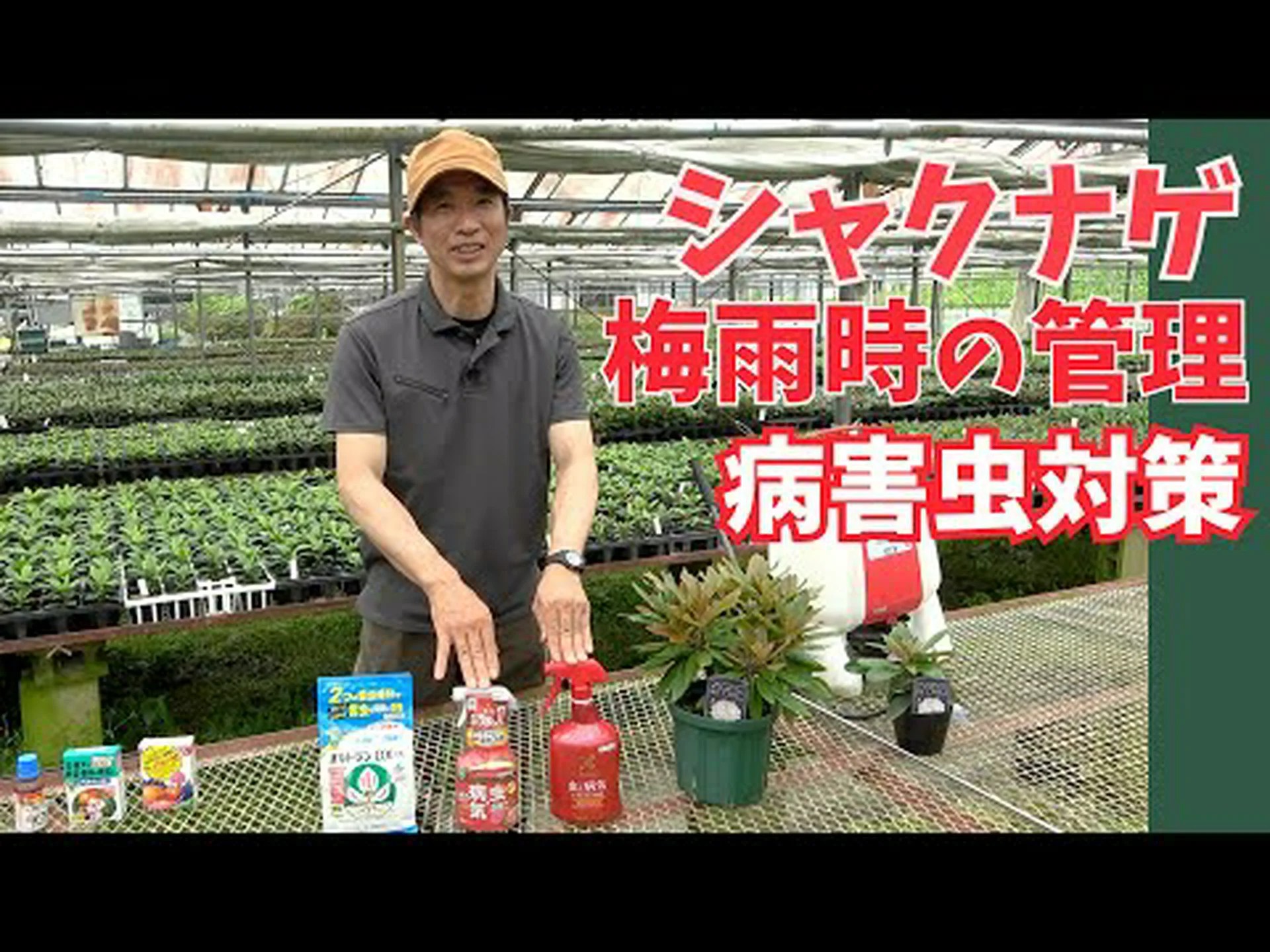 クモツツジ、ドワーフ狭葉シャクナゲ クモツツジ、ドワーフ狭葉シャクナゲ