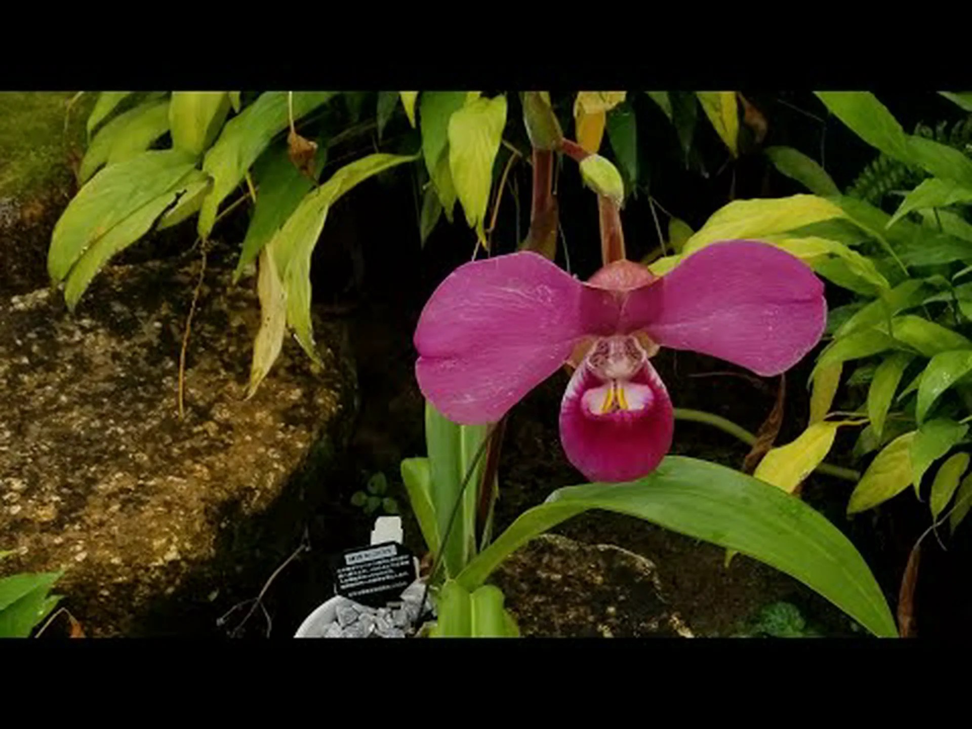 フラグミペディウム フラグミペディウム