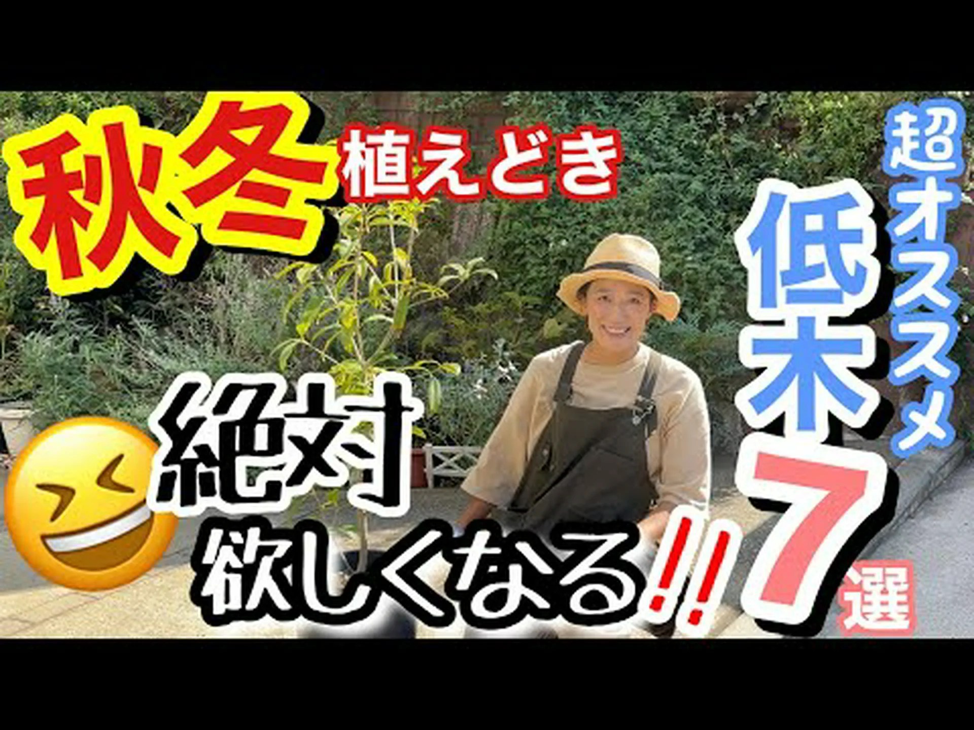 低木ウォールフラワー、多年草ウォールフラワー 低木ウォールフラワー、多年草ウォールフラワー