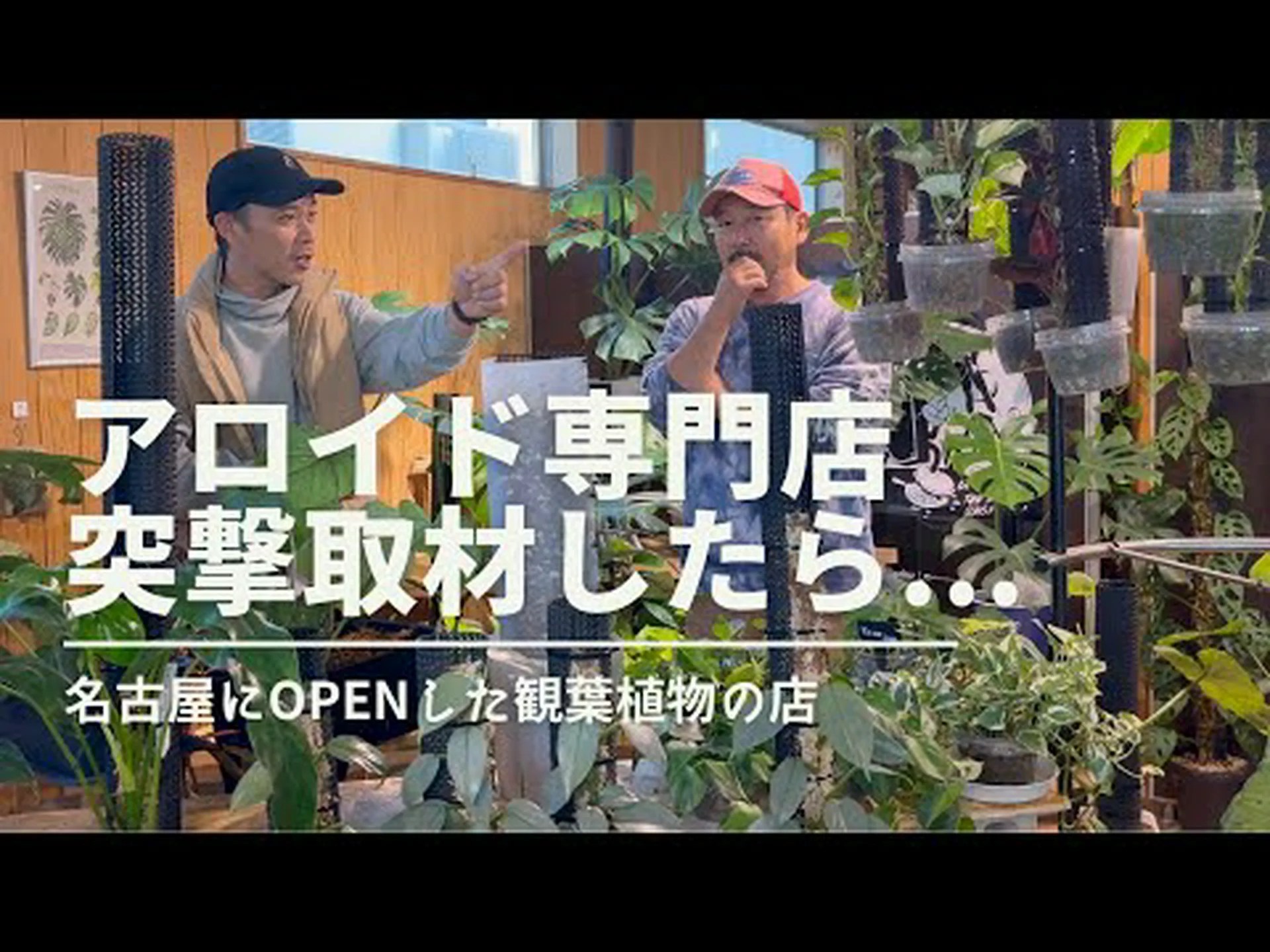 オフィオポゴン、サーペントビアード、ドラゴンビアード オフィオポゴン、サーペントビアード、ドラゴンビアード