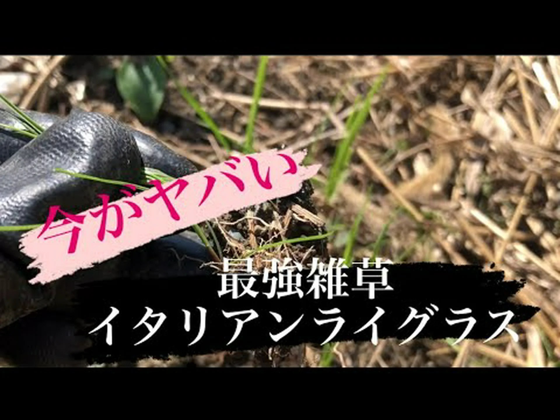 ライグラス ライグラス