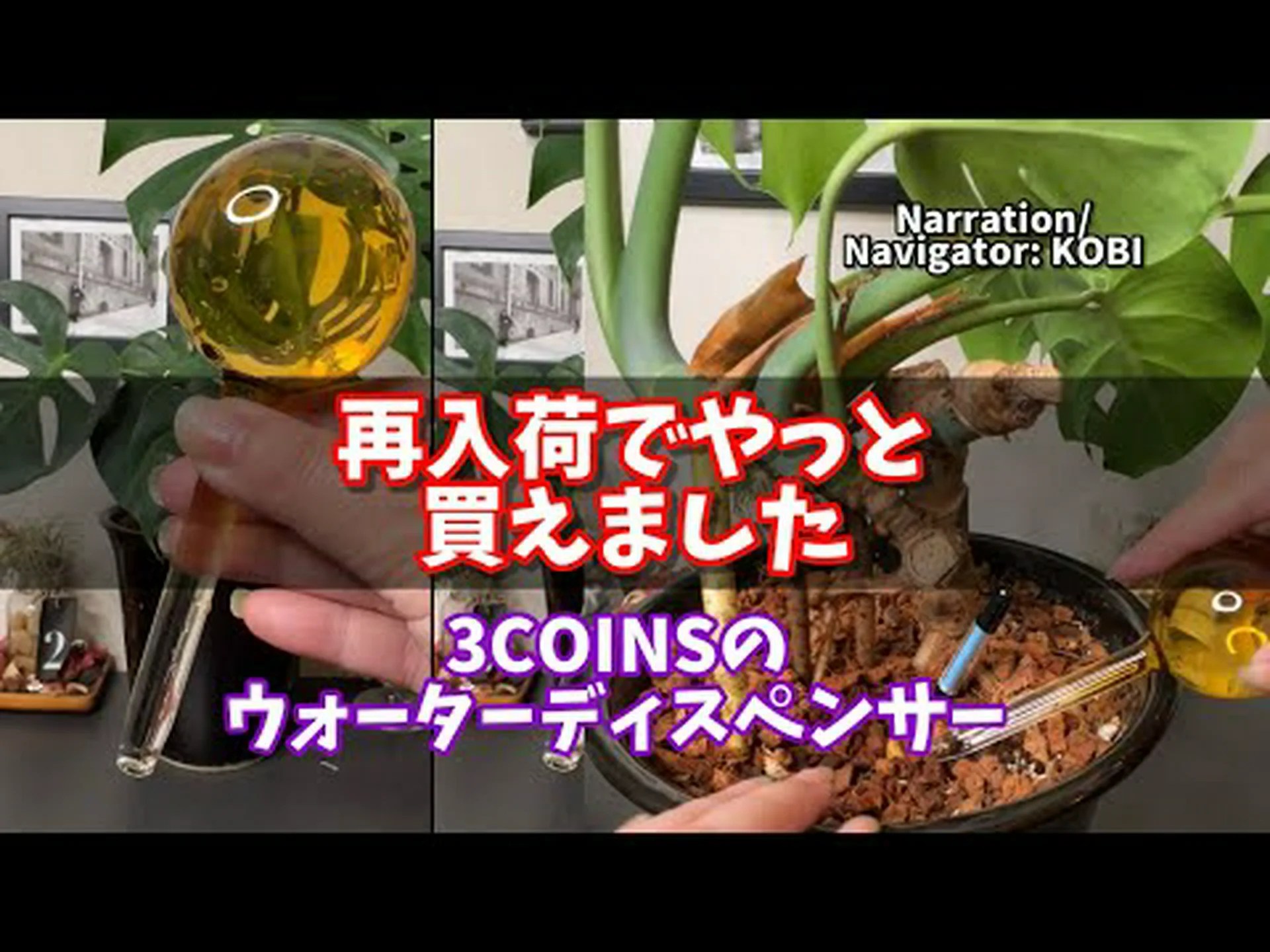 ヨーロッパのビーナススリッパ ヨーロッパのビーナススリッパ