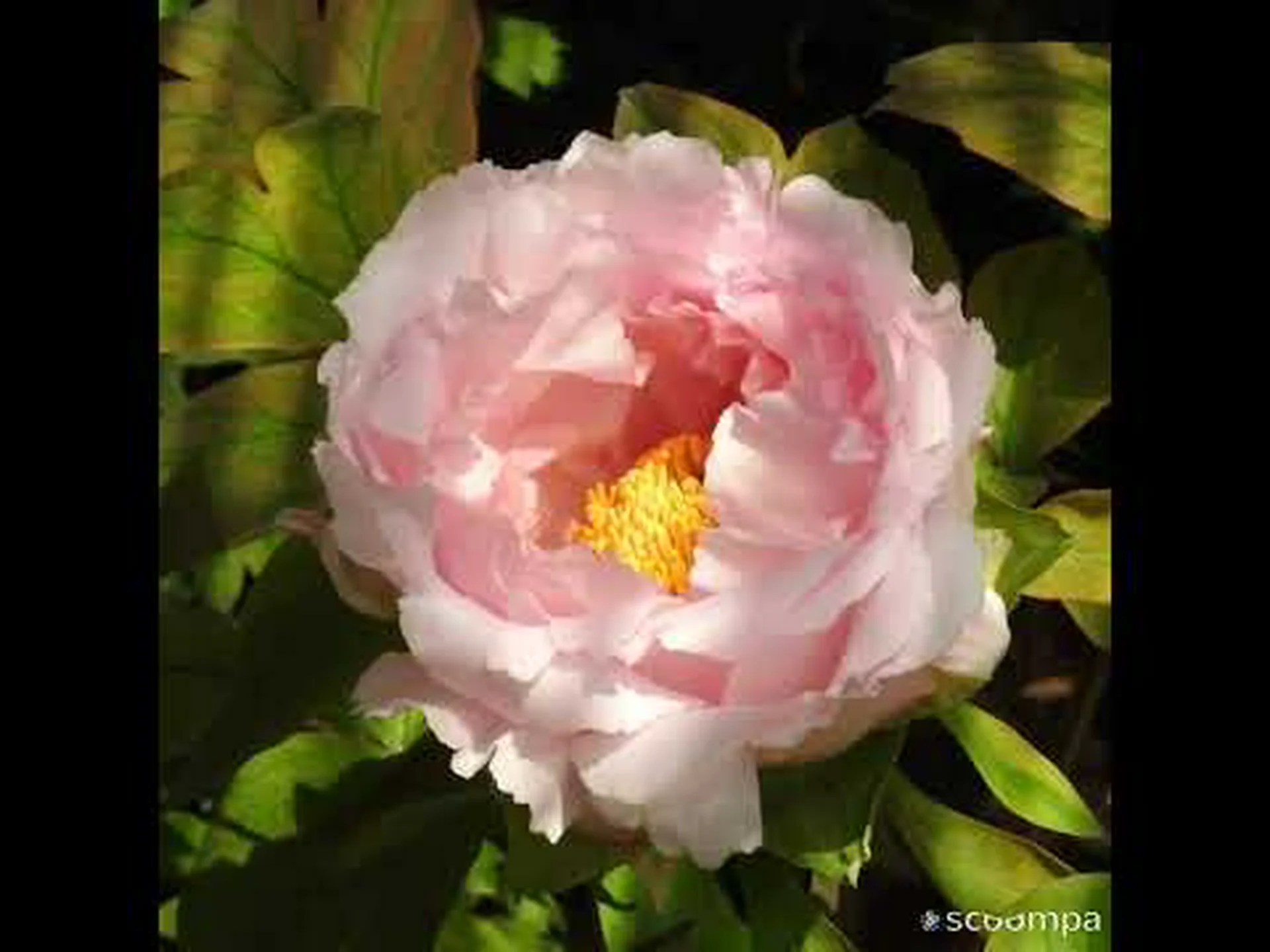 牡丹、最高の庭園の花 牡丹、最高の庭園の花