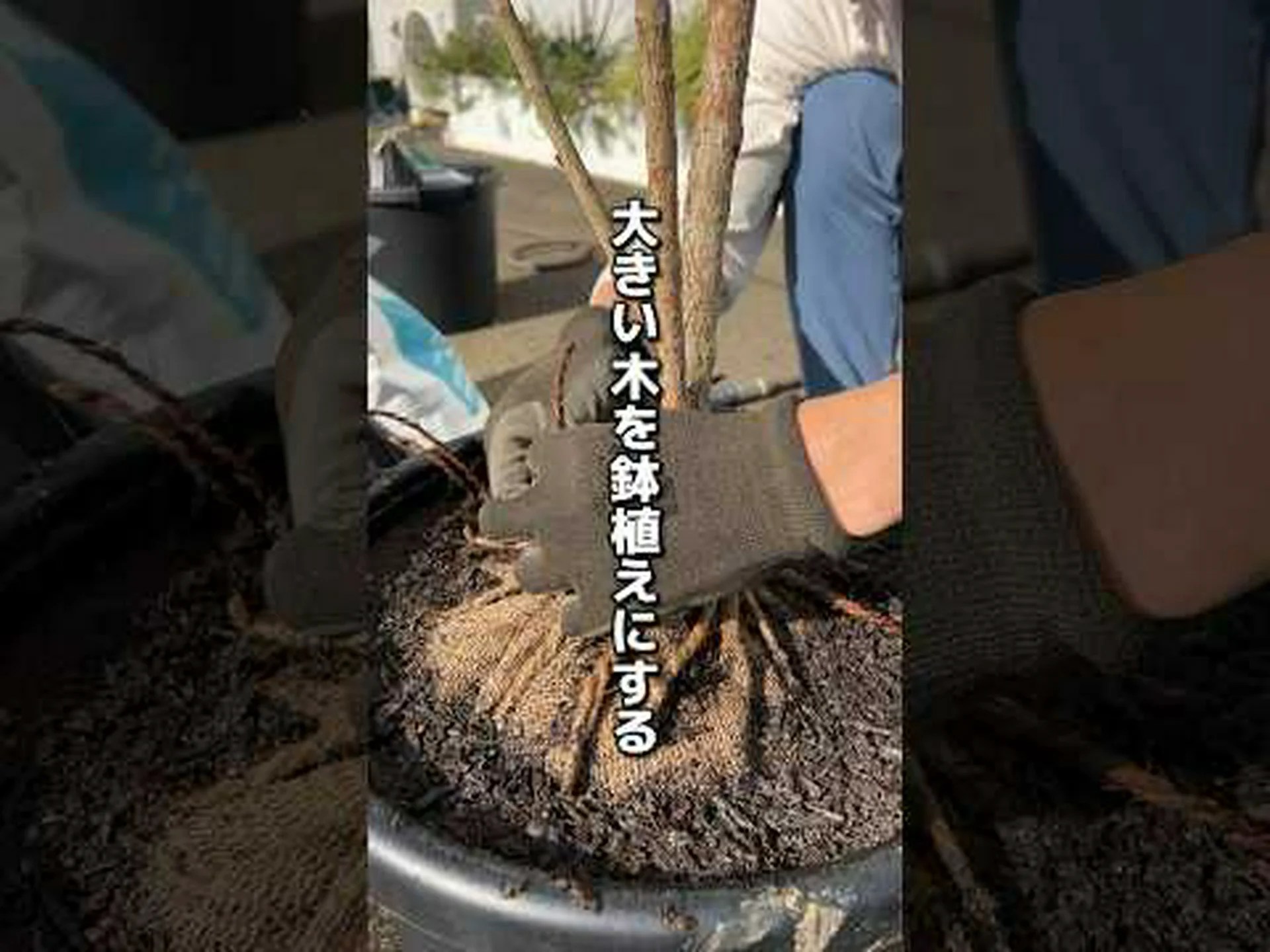 庭の遊び場: 安全が第一です! 庭の遊び場: 安全が第一です!