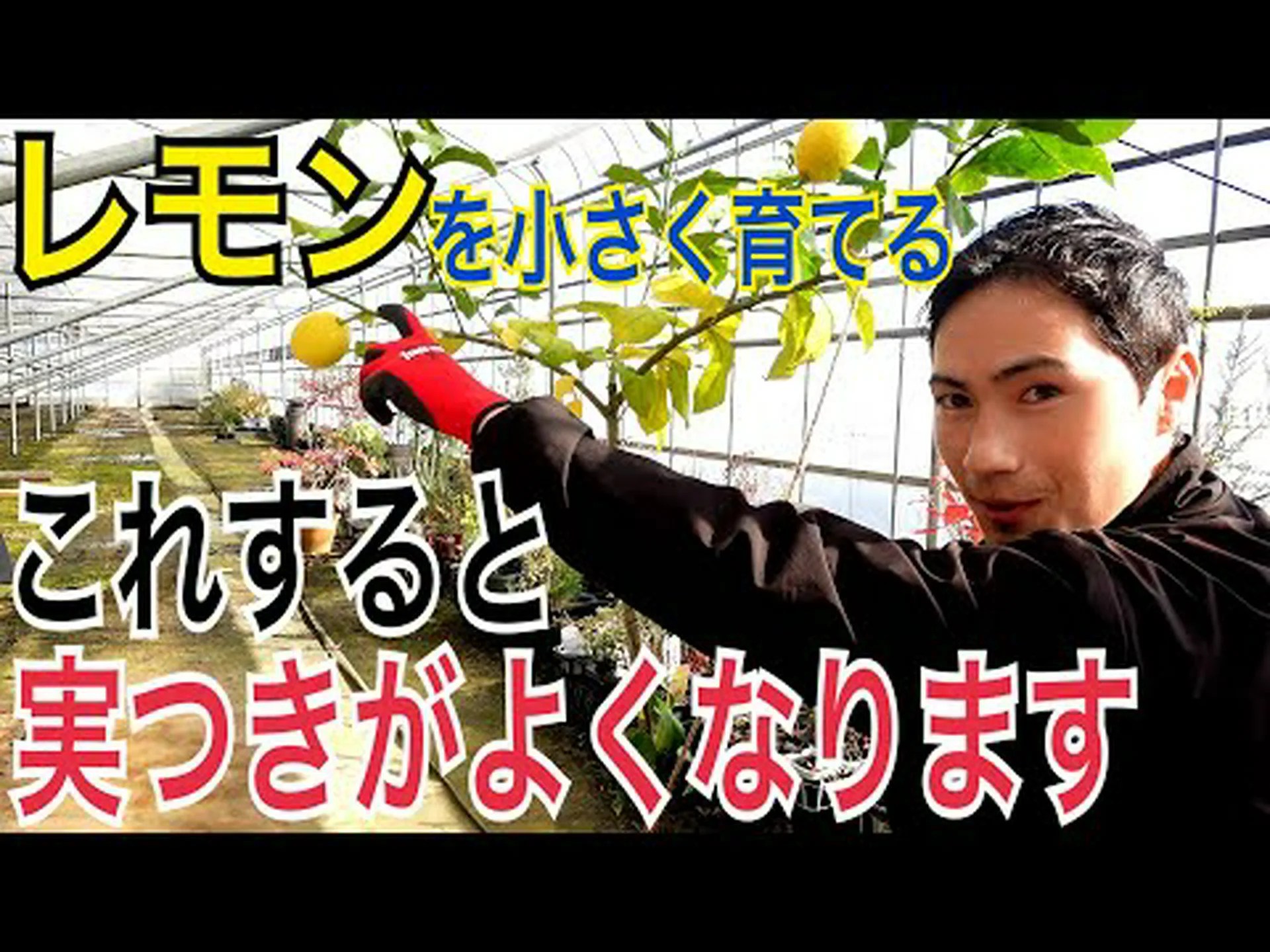 鉢植えのレモンの木にはどのくらいの露出が必要ですか? 鉢植えのレモンの木にはどのくらいの露出が必要ですか?