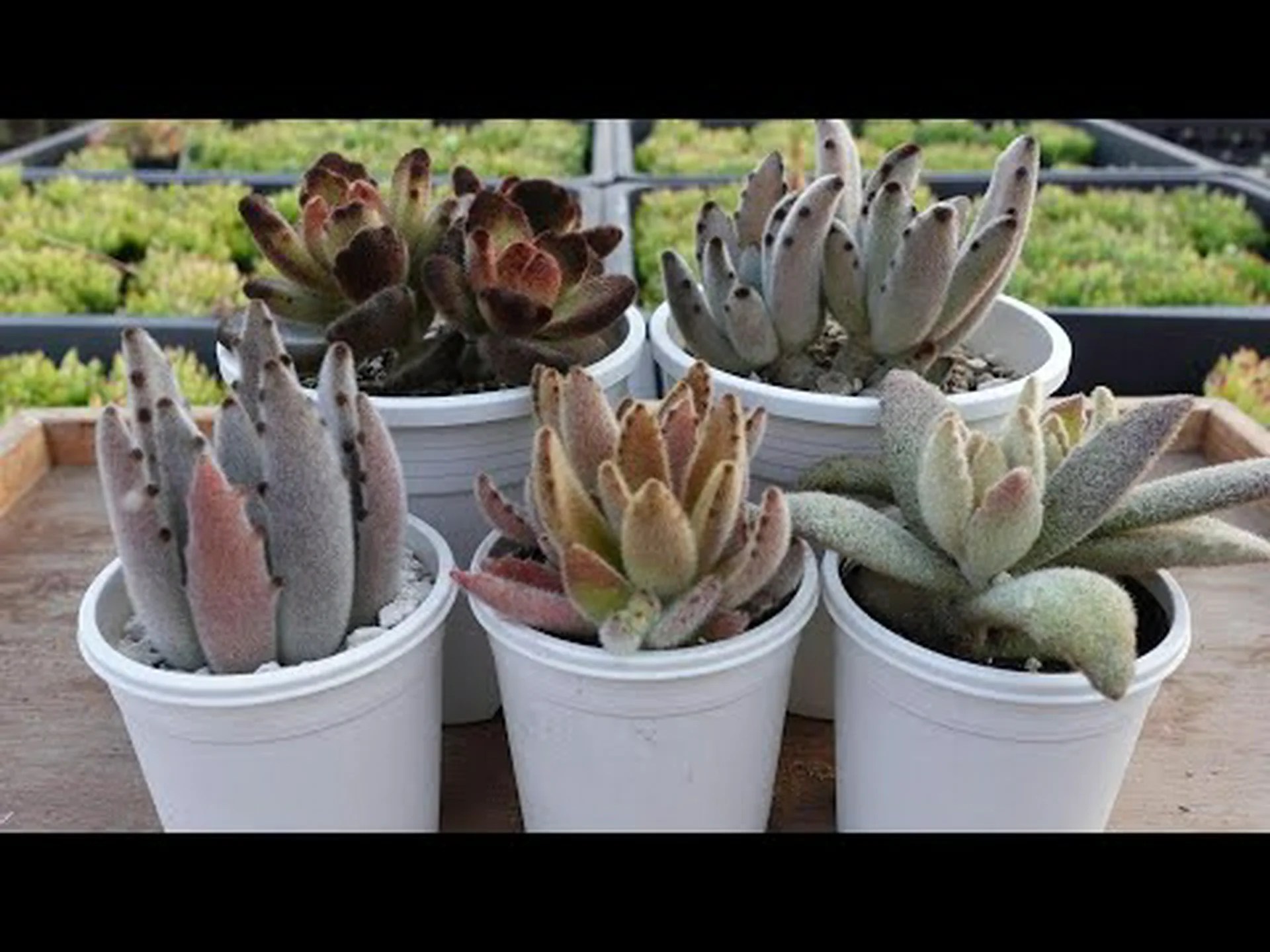 ラケットサボテン、ウサギの耳 ラケットサボテン、ウサギの耳