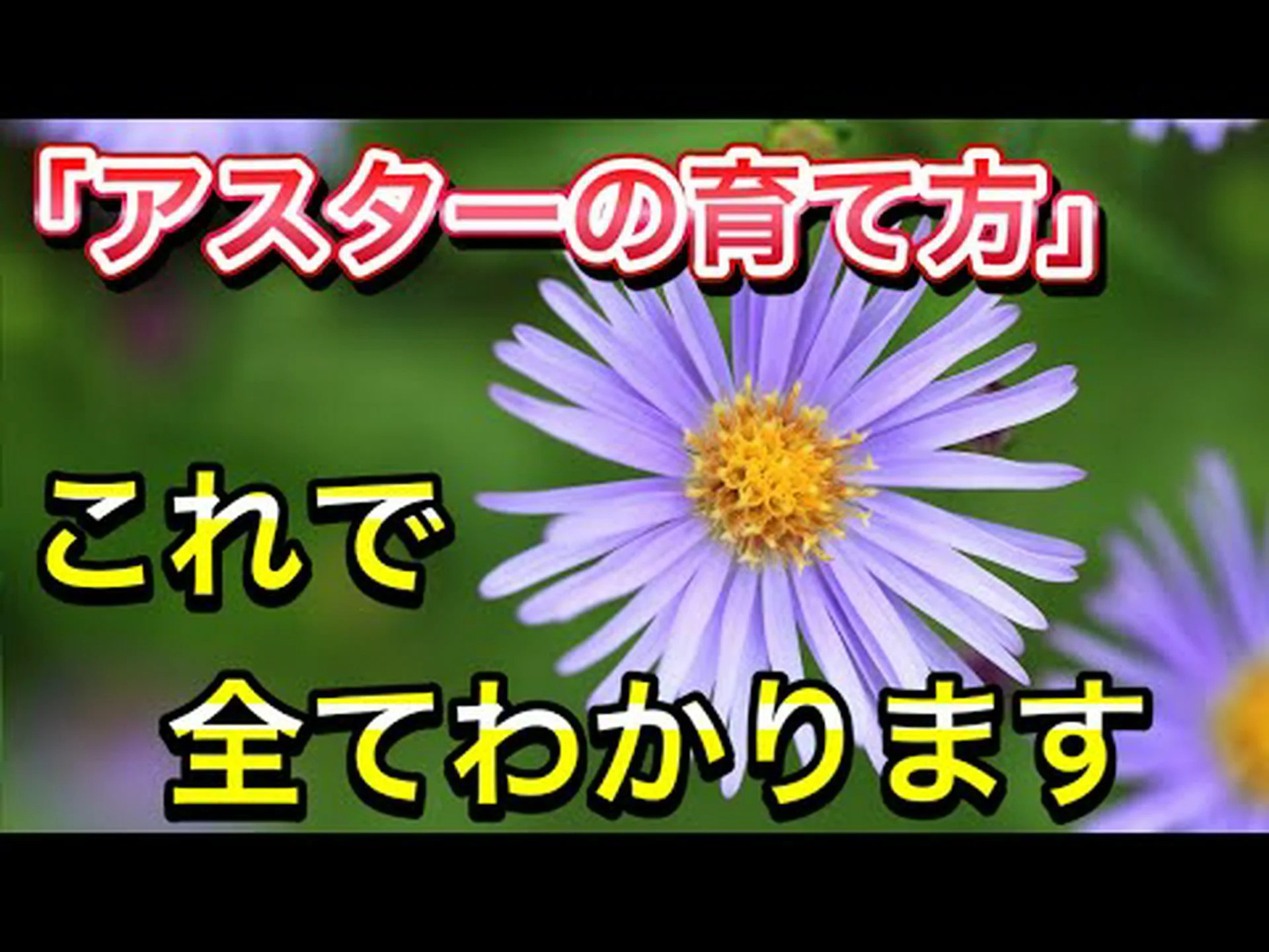 アスター アスター