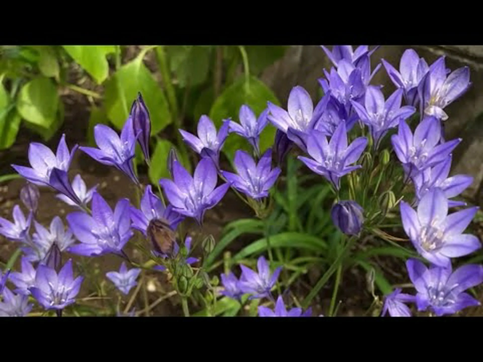 ブローディアエア ブローディアエア