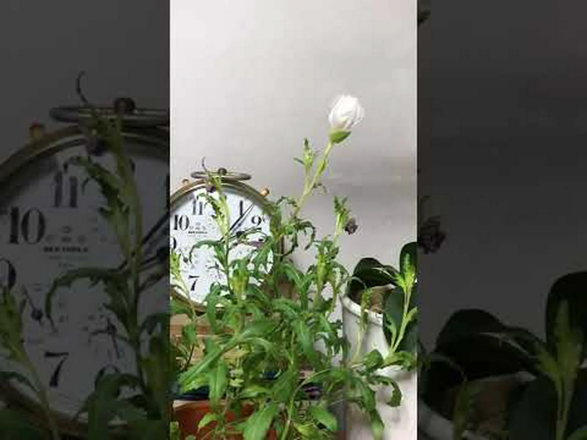 オレンジ色の燭台月見草、Bulley 月見草 オレンジ色の燭台月見草、Bulley 月見草