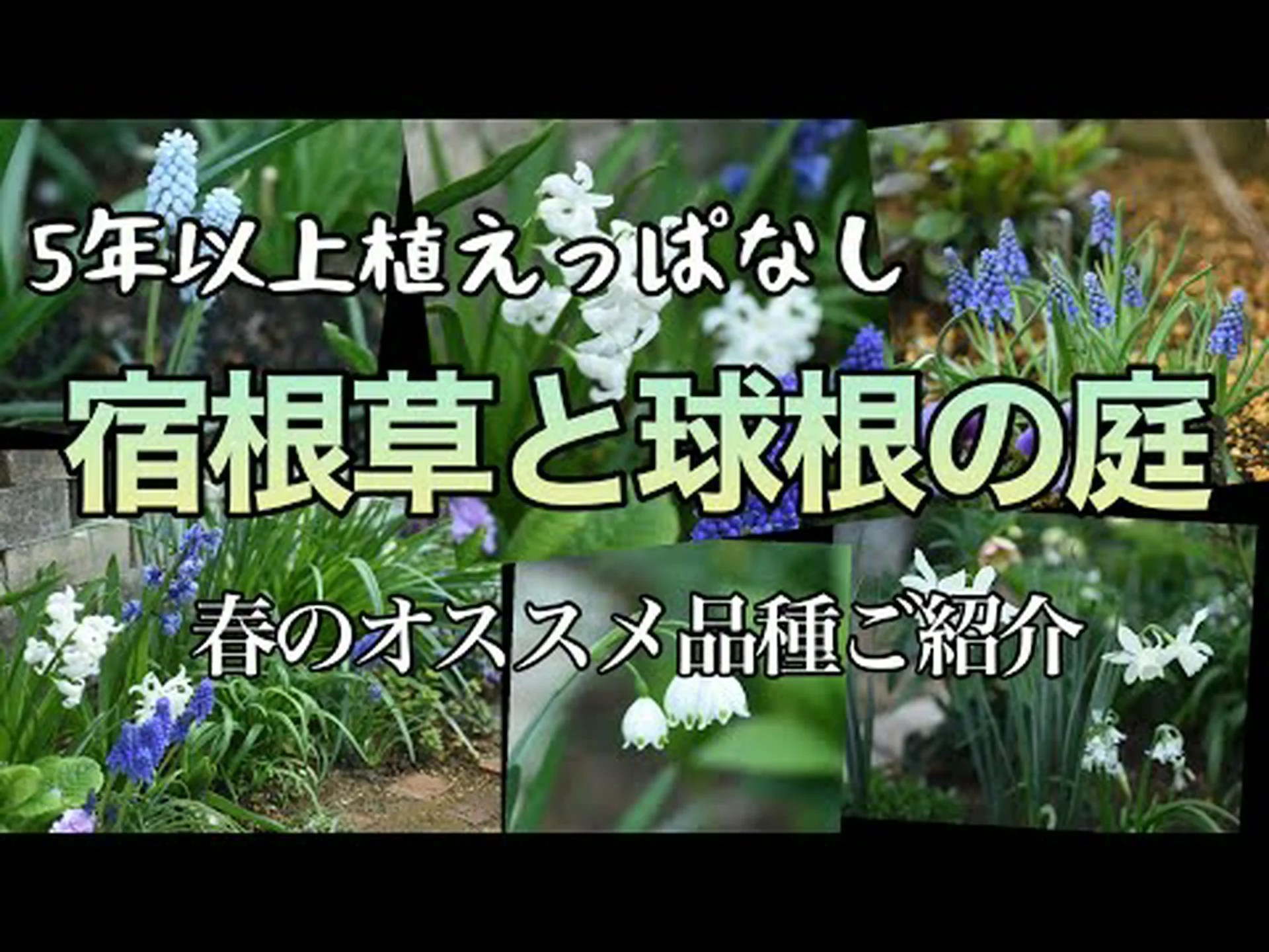 春の多年草の花 春の多年草の花
