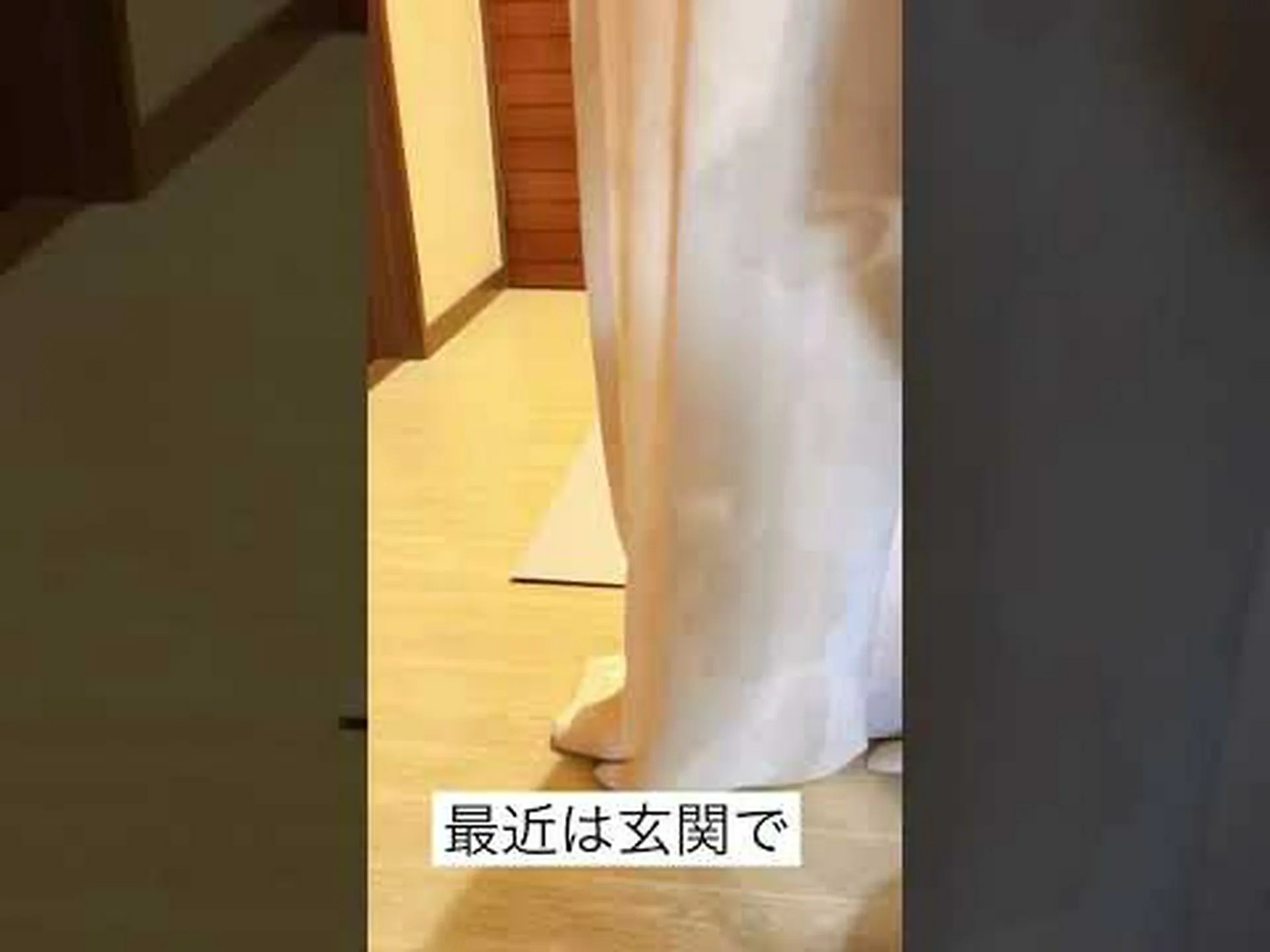 ミニチュアチュサンヤシ、ドワーフウィンドミルヤシ ミニチュアチュサンヤシ、ドワーフウィンドミルヤシ