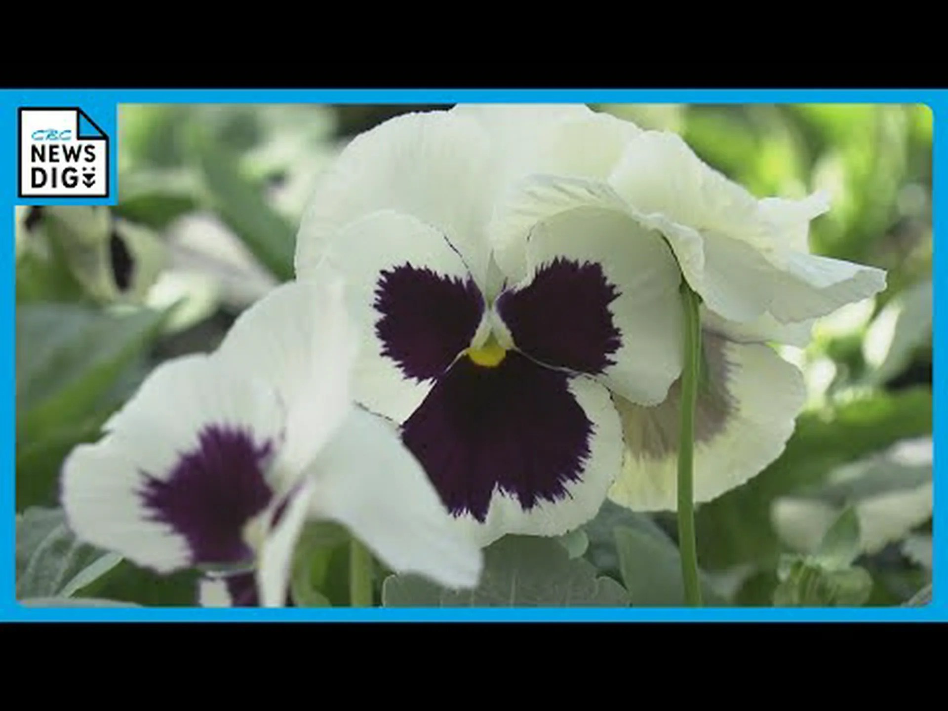 モリシアを埋める モリシアを埋める