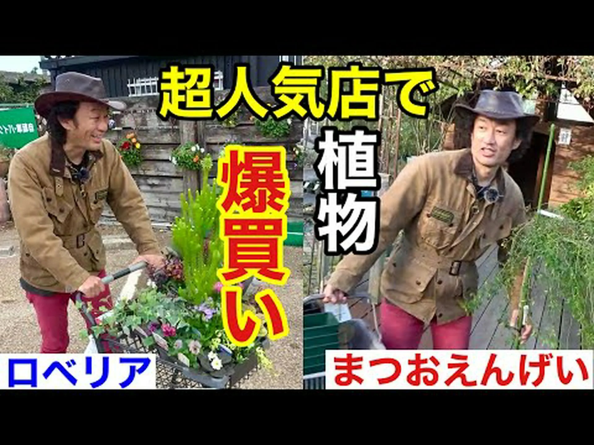 海岸松、ランド松 海岸松、ランド松