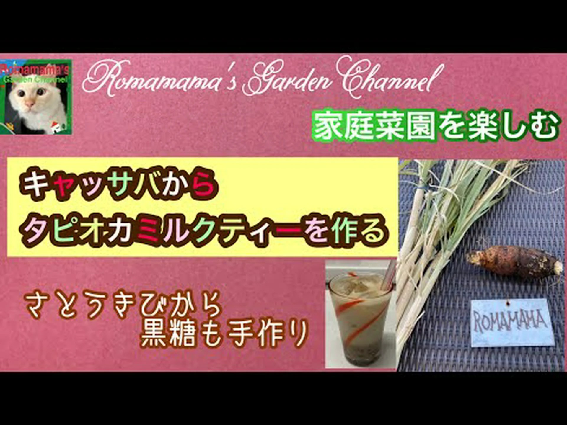 キャッサバ、タピオカ キャッサバ、タピオカ