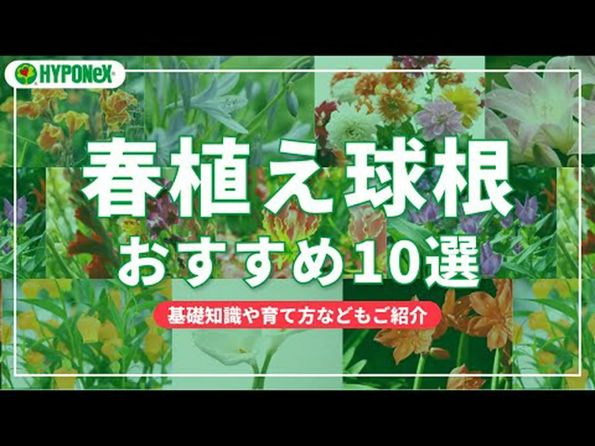 夏用の球根を植える 夏用の球根を植える