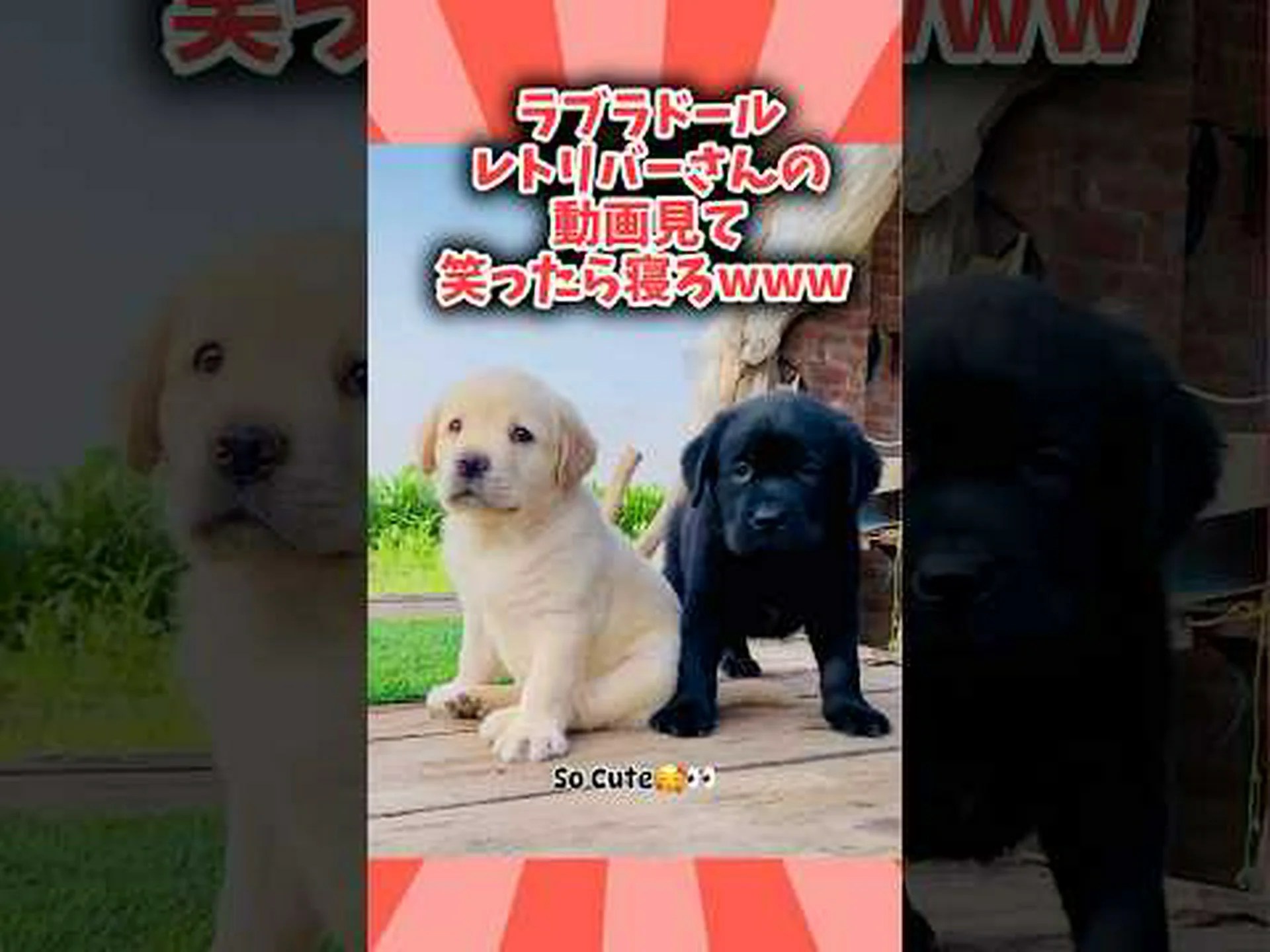 ラブラドールバイオレット ラブラドールバイオレット