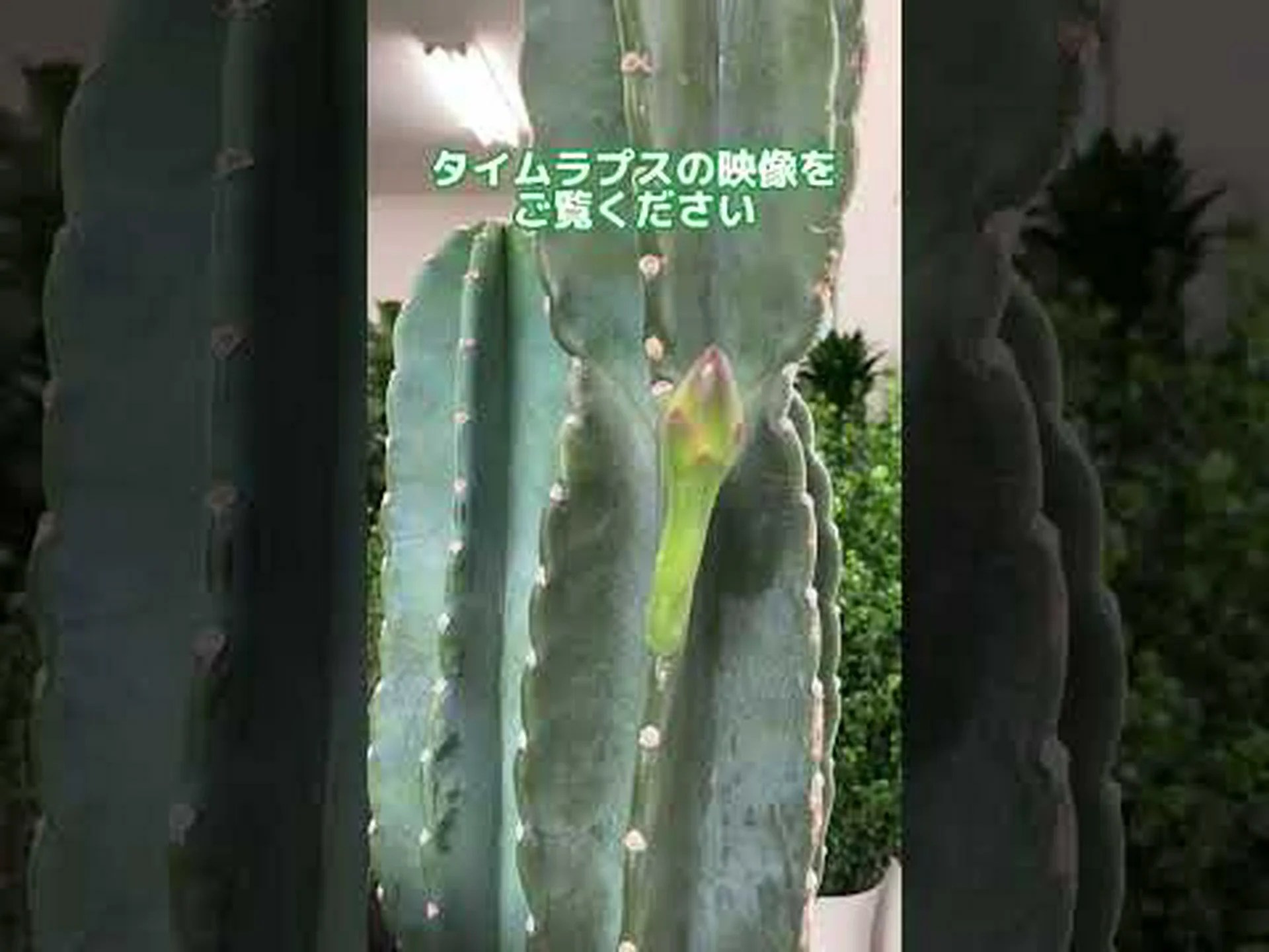 ウニサボテン、テッポウユリサボテン ウニサボテン、テッポウユリサボテン