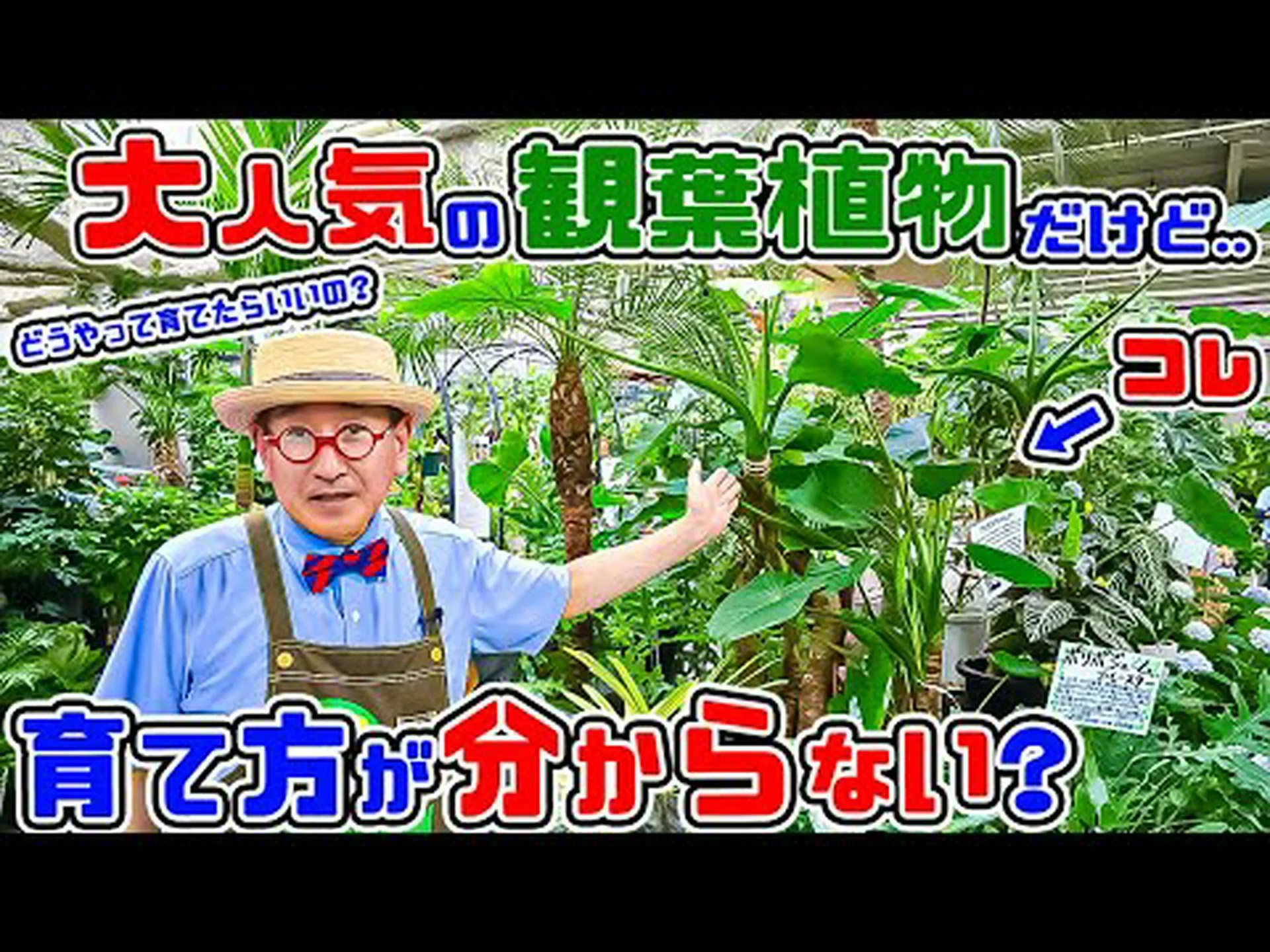 黒ビロードの象の耳、クワズイモ女王の宝石 黒ビロードの象の耳、クワズイモ女王の宝石