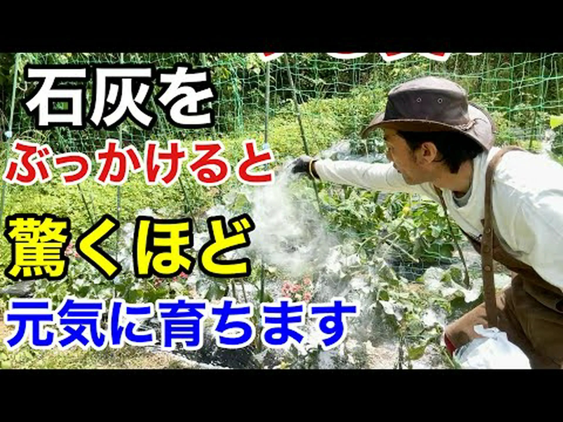 木の石灰処理 木の石灰処理