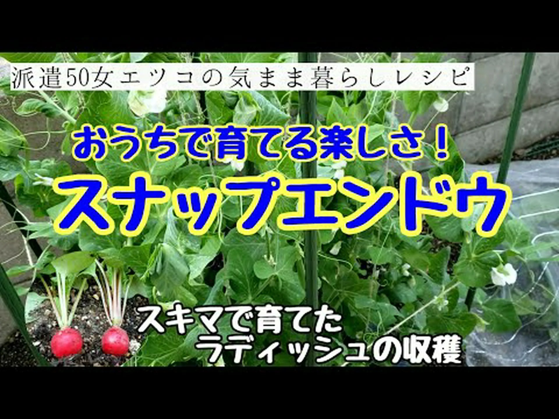 菜園で野菜を収穫する楽しみ 菜園で野菜を収穫する楽しみ