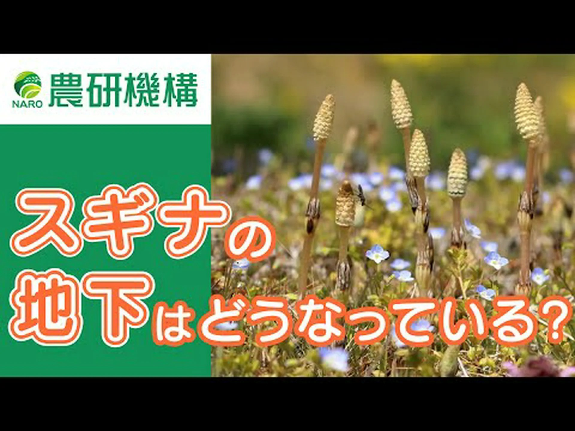 スギナ、ヒマラヤスギナ、巨大スギナ スギナ、ヒマラヤスギナ、巨大スギナ