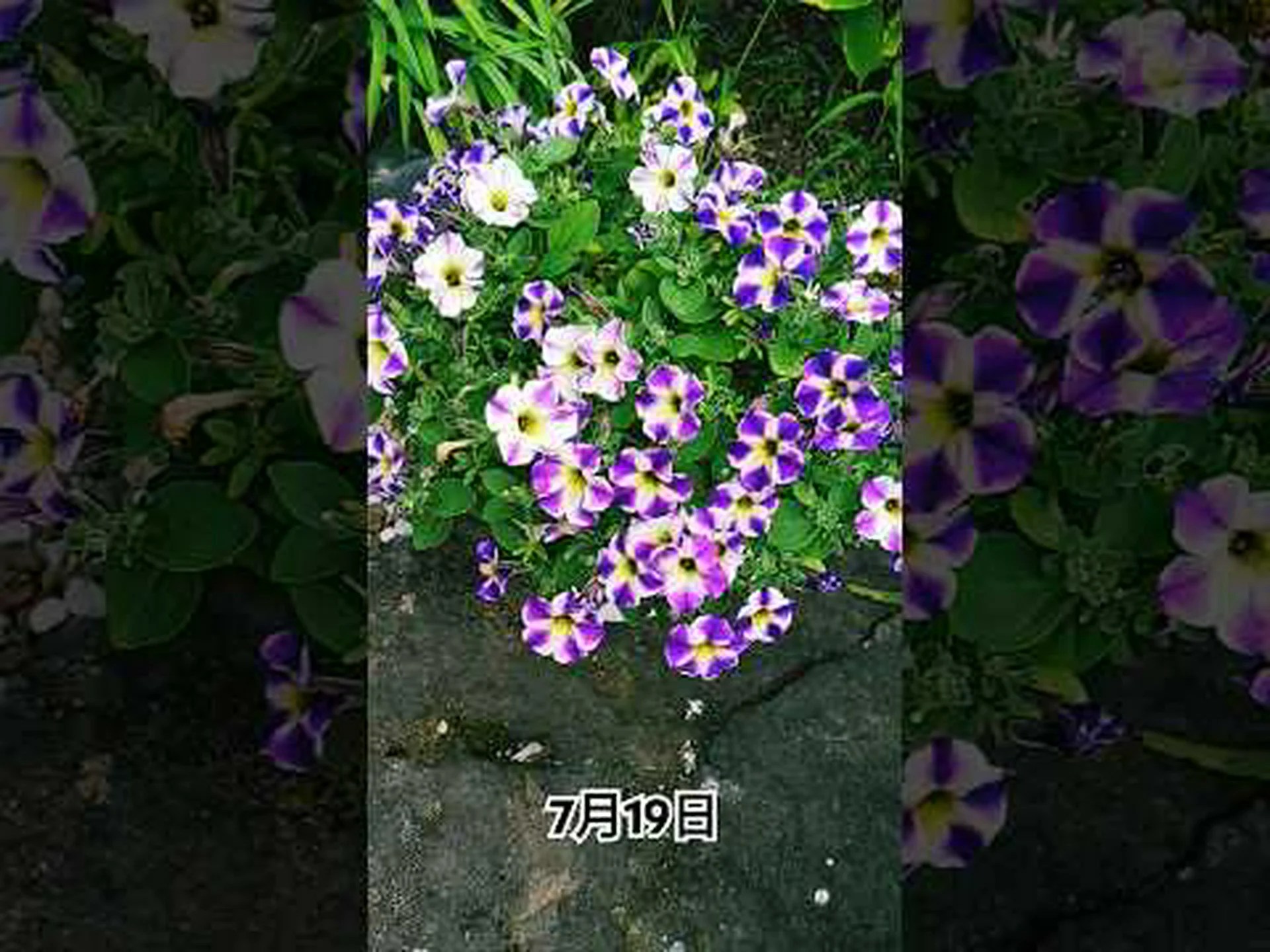 サフィニア、ぶら下がっているペチュニア サフィニア、ぶら下がっているペチュニア