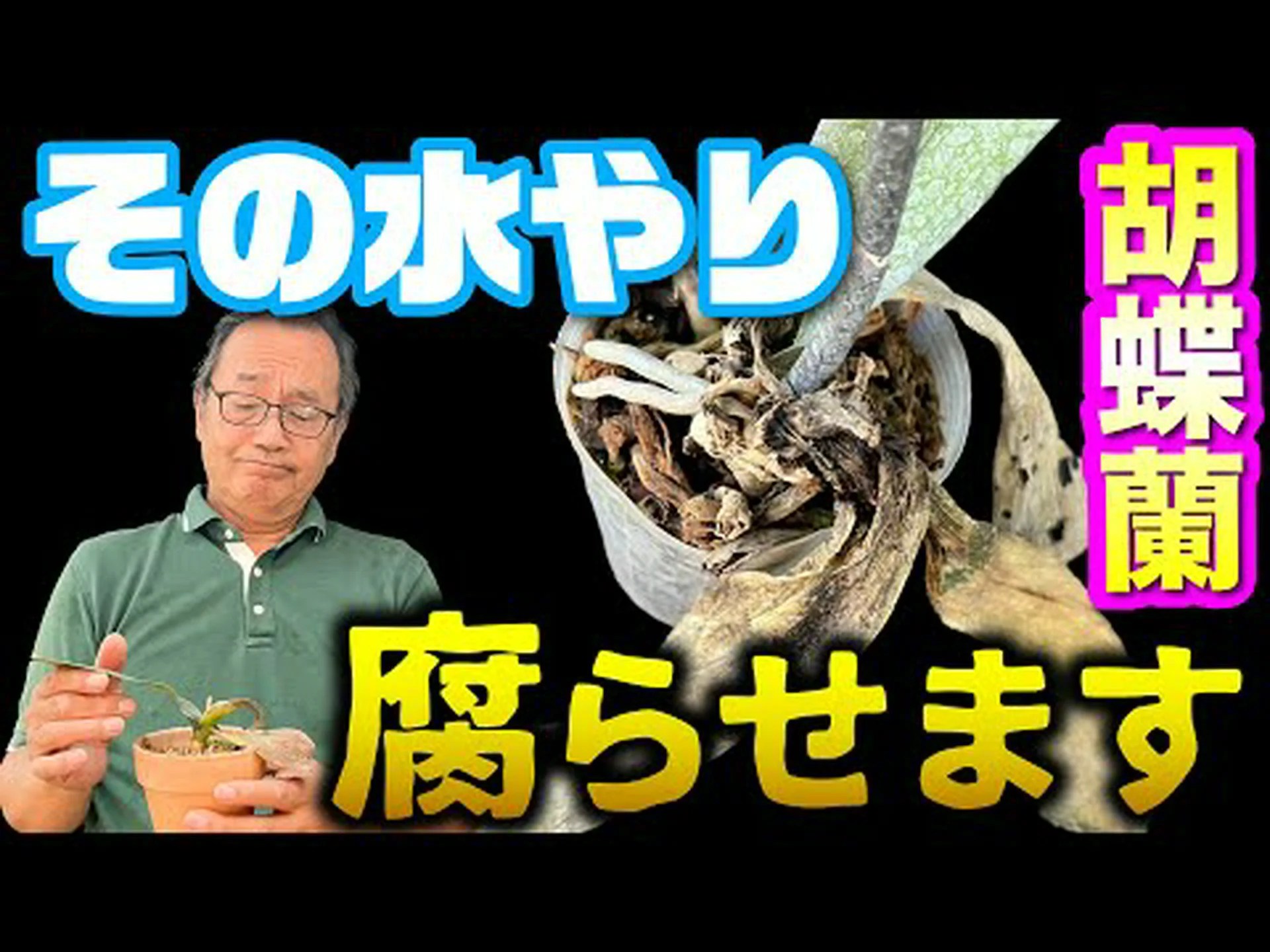 胡蝶蘭にいつ、どのように水をやるのですか? 胡蝶蘭にいつ、どのように水をやるのですか?