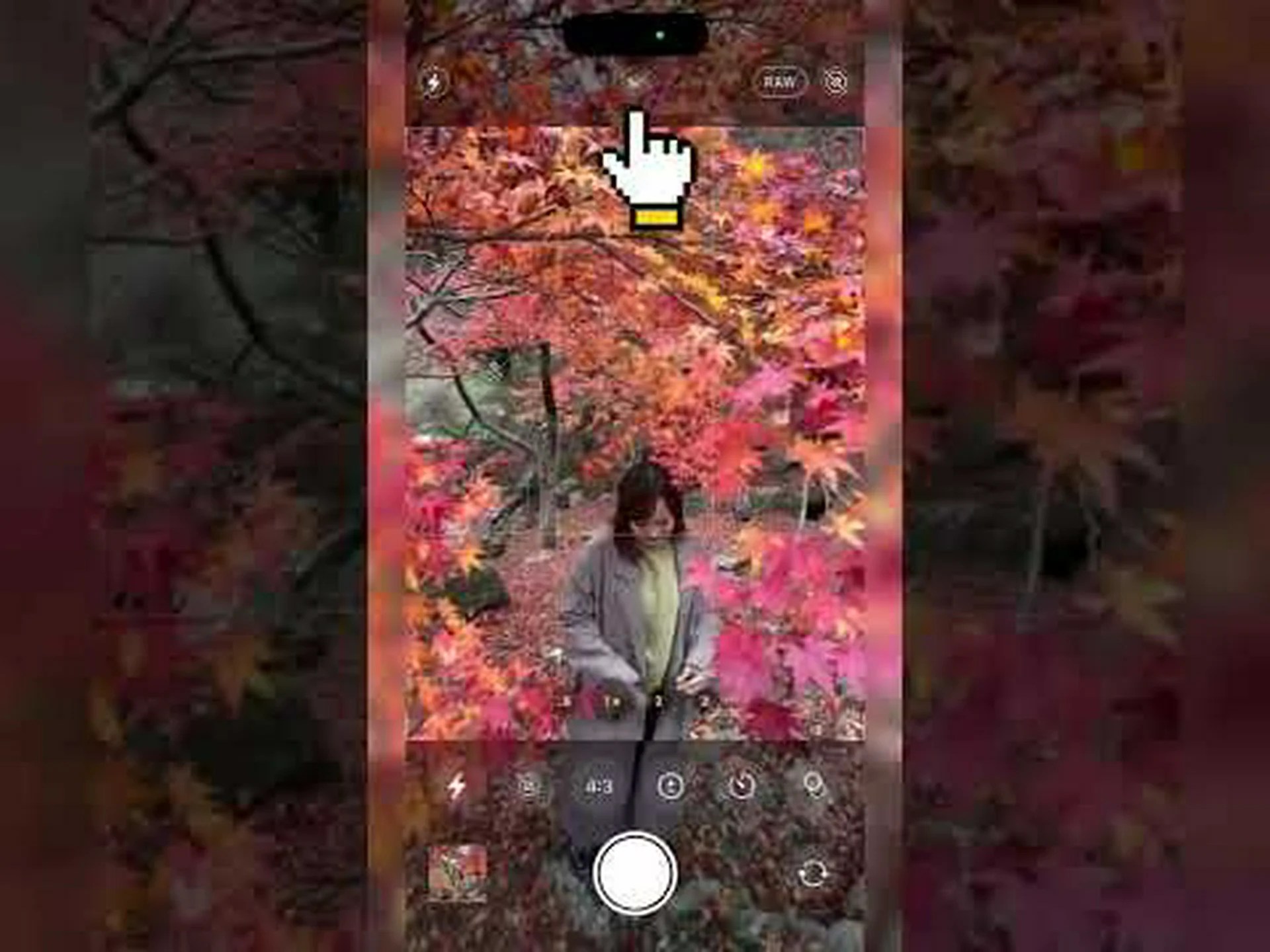 最も美しい紅葉を保存する 最も美しい紅葉を保存する