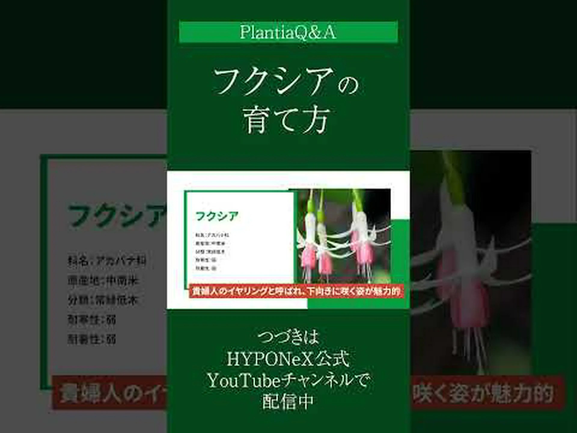 ケープフクシア ケープフクシア