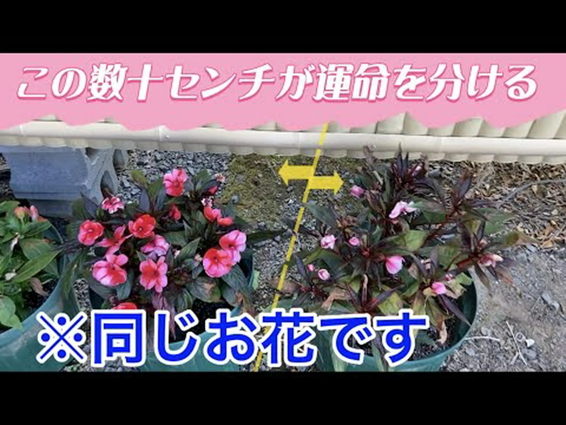 ニューギニアの焦り ニューギニアの焦り