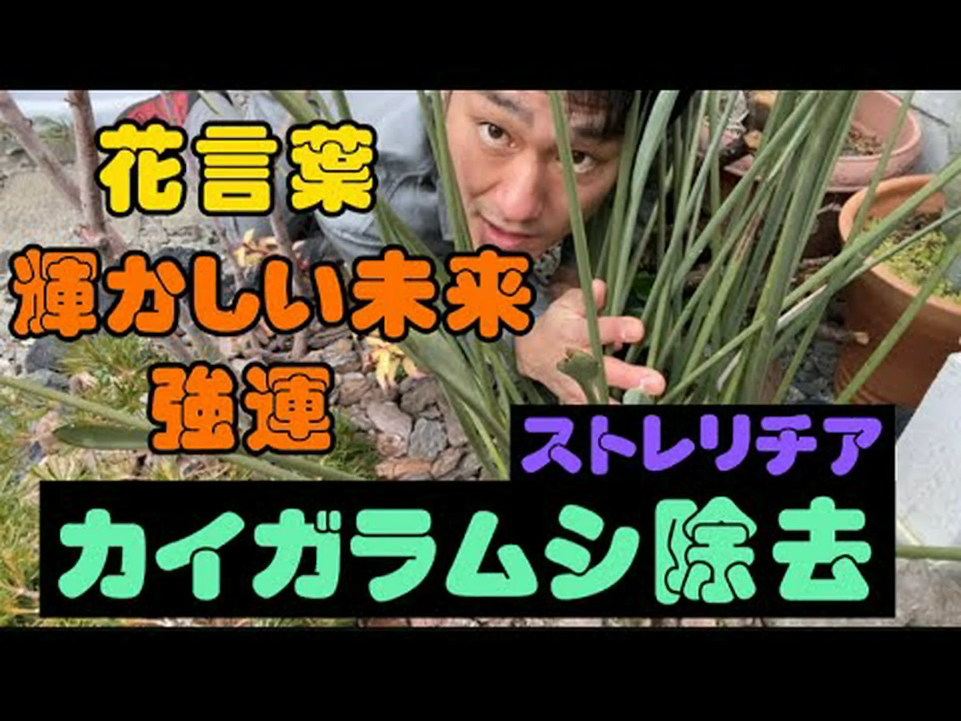 白い極楽鳥、ストレリチア樹木 白い極楽鳥、ストレリチア樹木