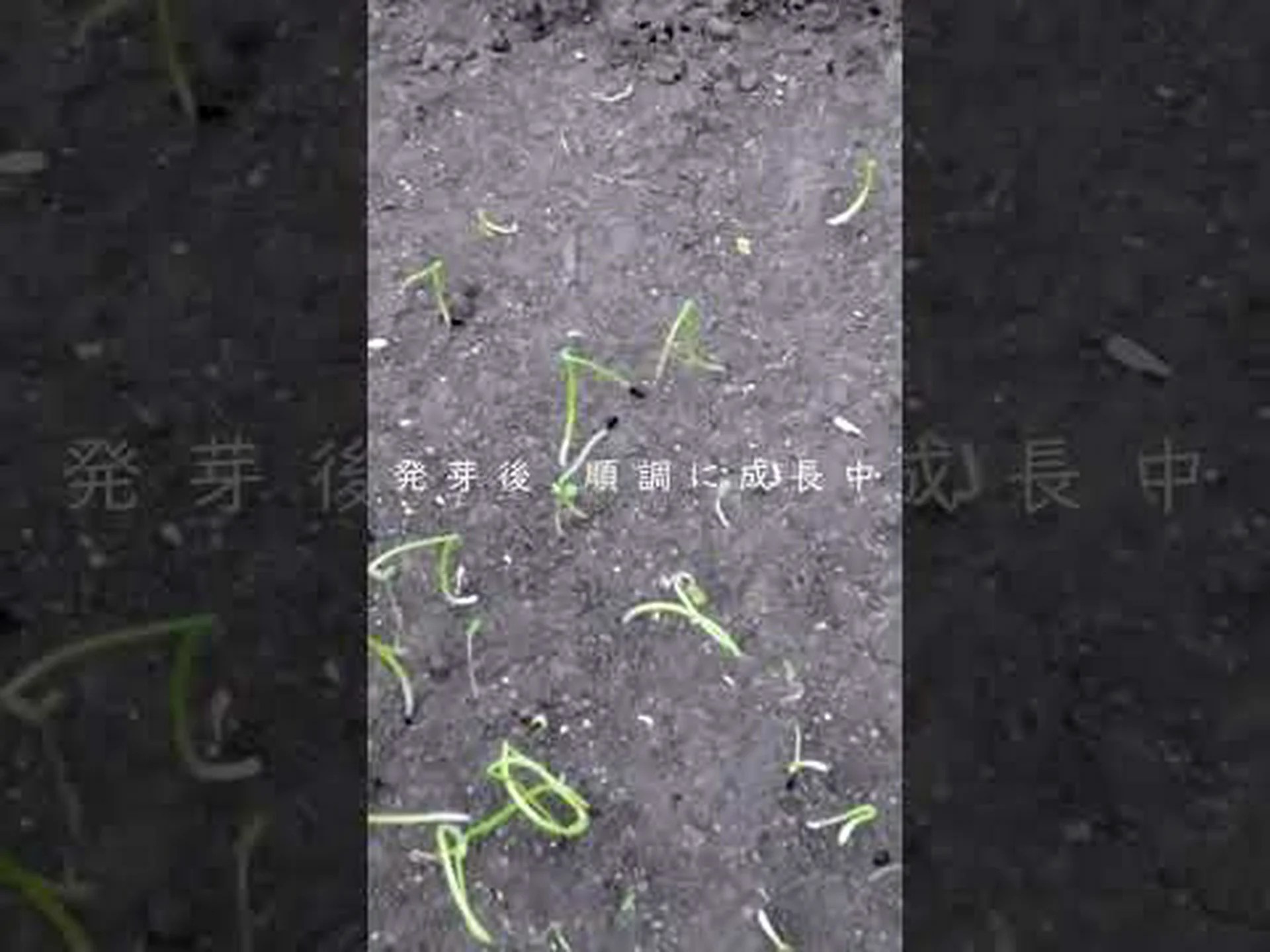 発芽した種子の成長 発芽した種子の成長