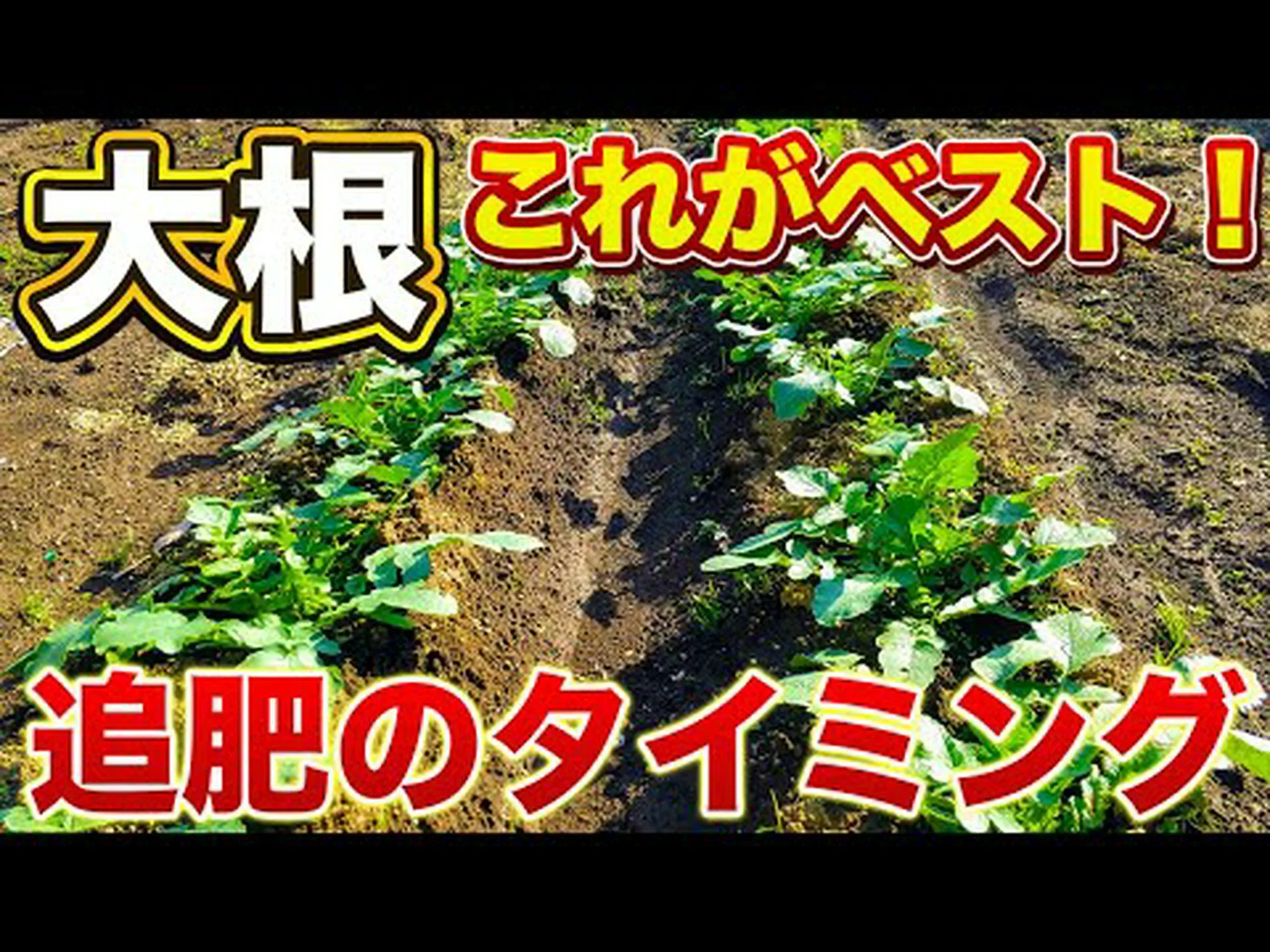 ピンク大根 ピンク大根