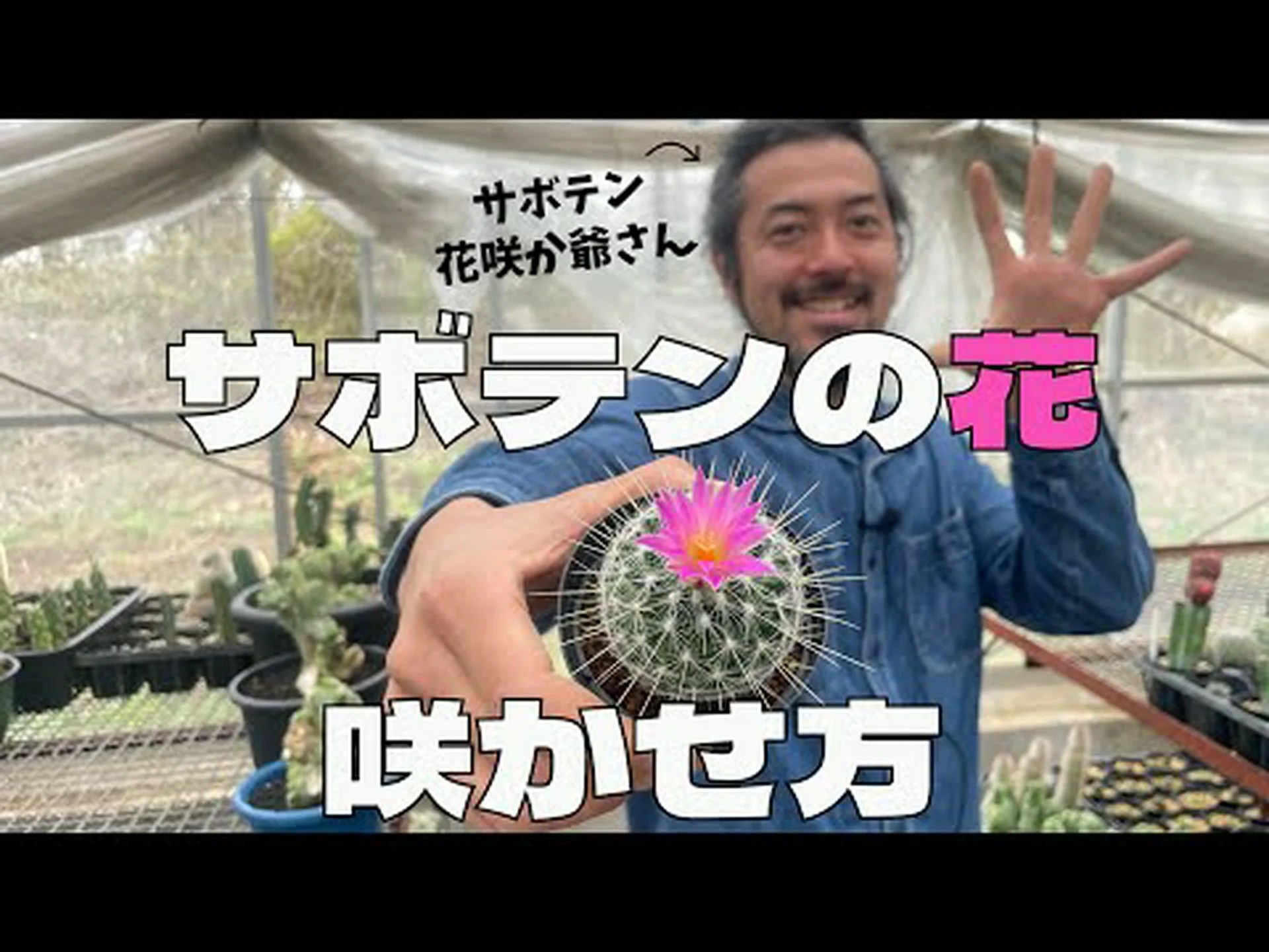 サボテンに再び花を咲かせるにはどうすればよいですか? サボテンに再び花を咲かせるにはどうすればよいですか?