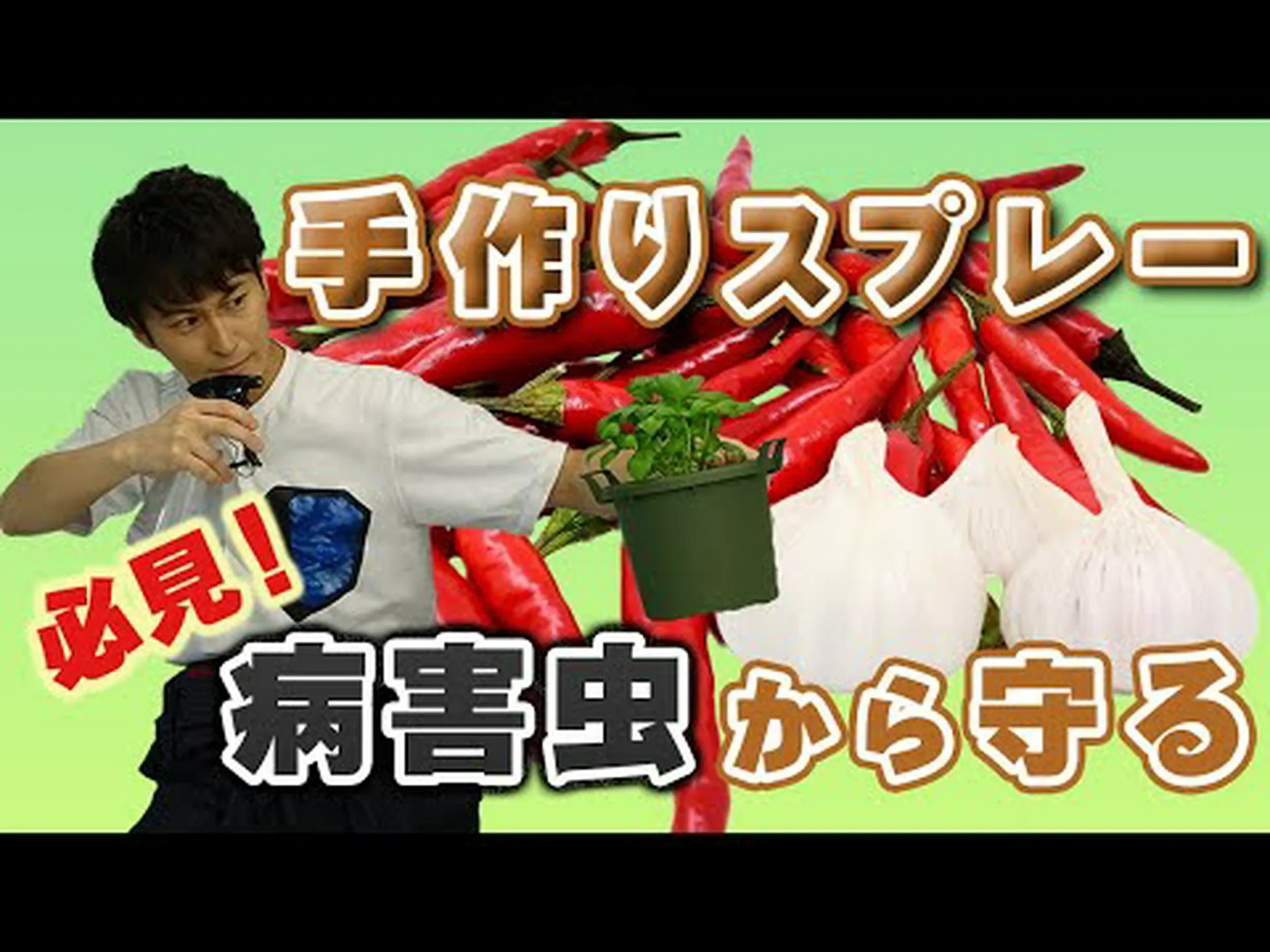 除虫菊、使用には注意が必要な天然殺虫剤 除虫菊、使用には注意が必要な天然殺虫剤