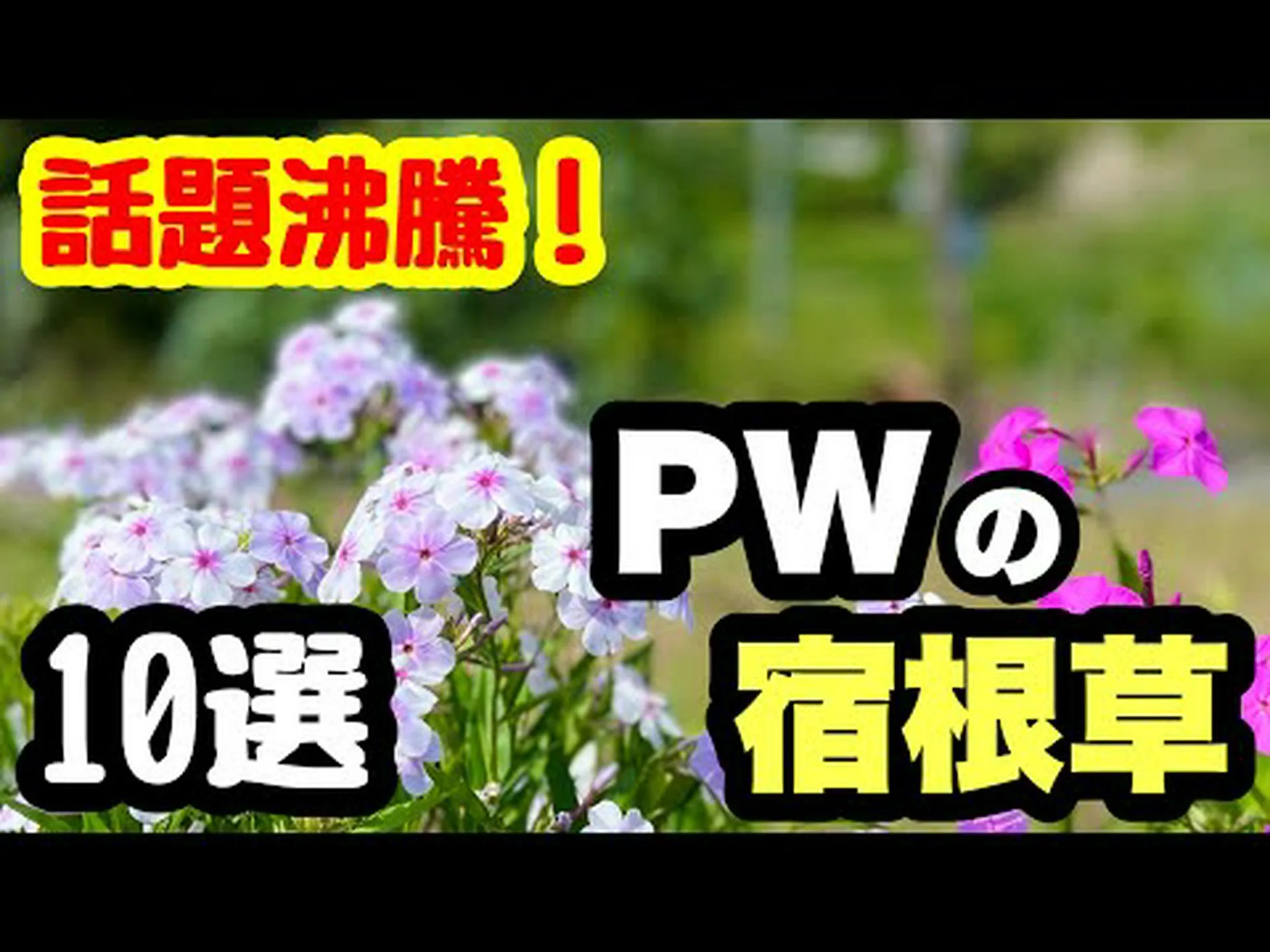 エルフの花 ワーレエンセ エルフの花 ワーレエンセ