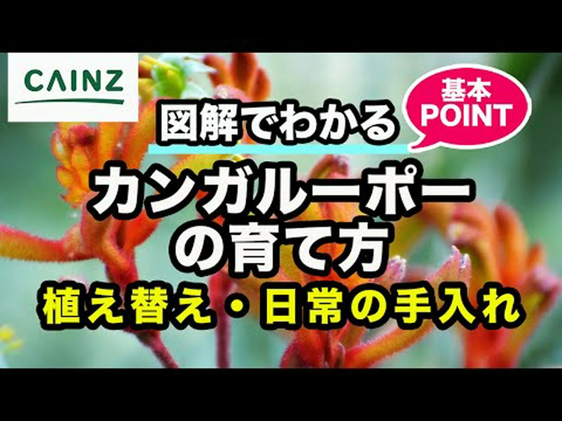 赤いカンガルーの足 赤いカンガルーの足